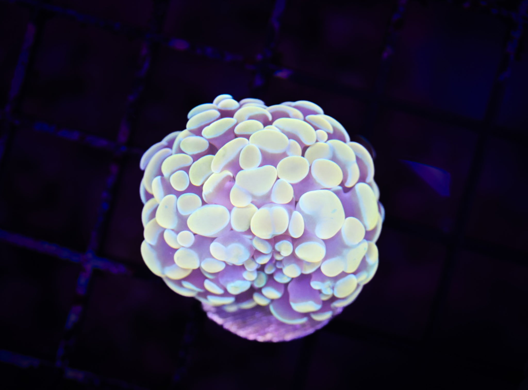 BEC Gold Hologram Hammer WYSIWYG