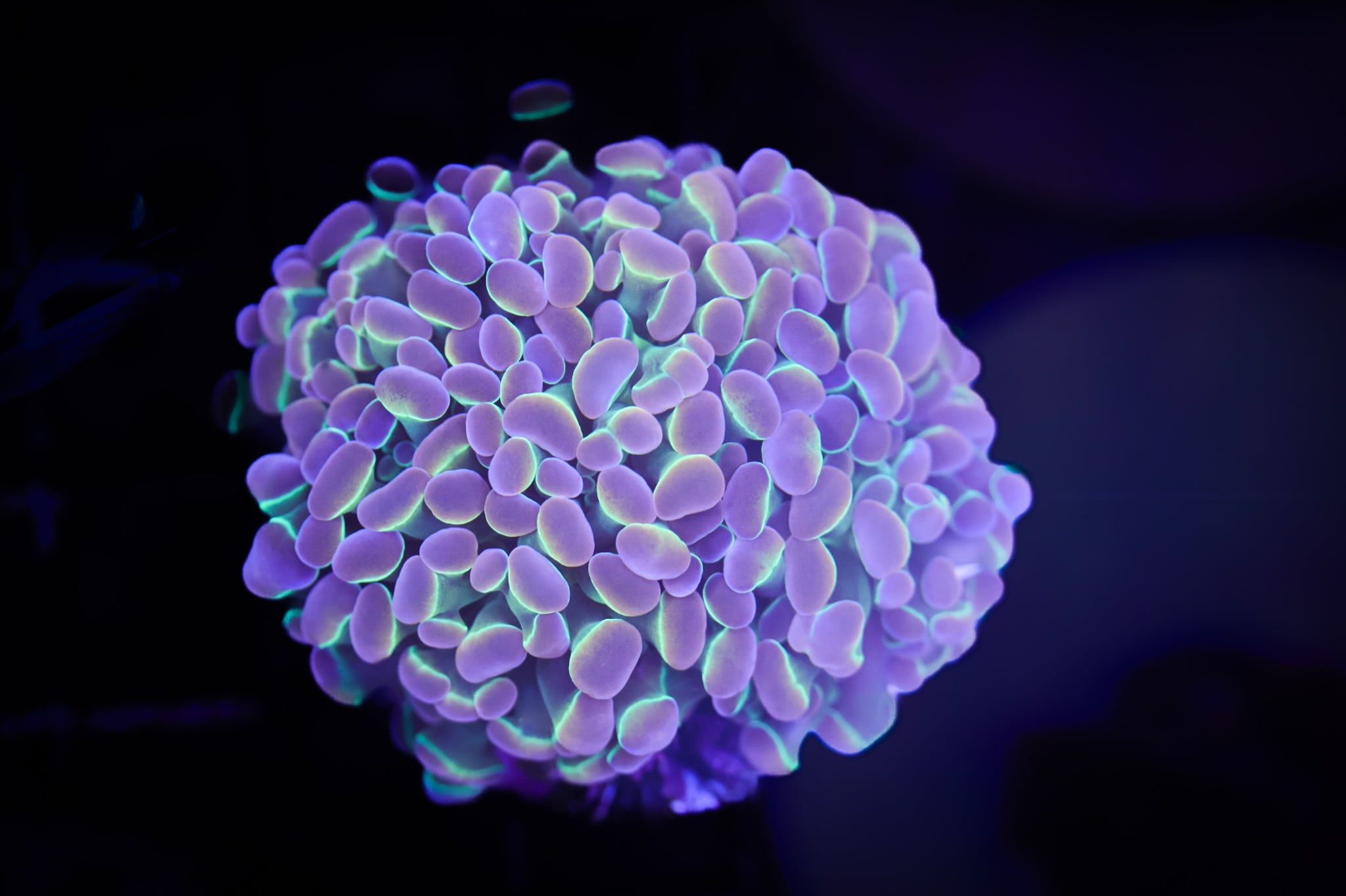 BEC Rainbow Hologram Hammer WYSIWYG Multi head