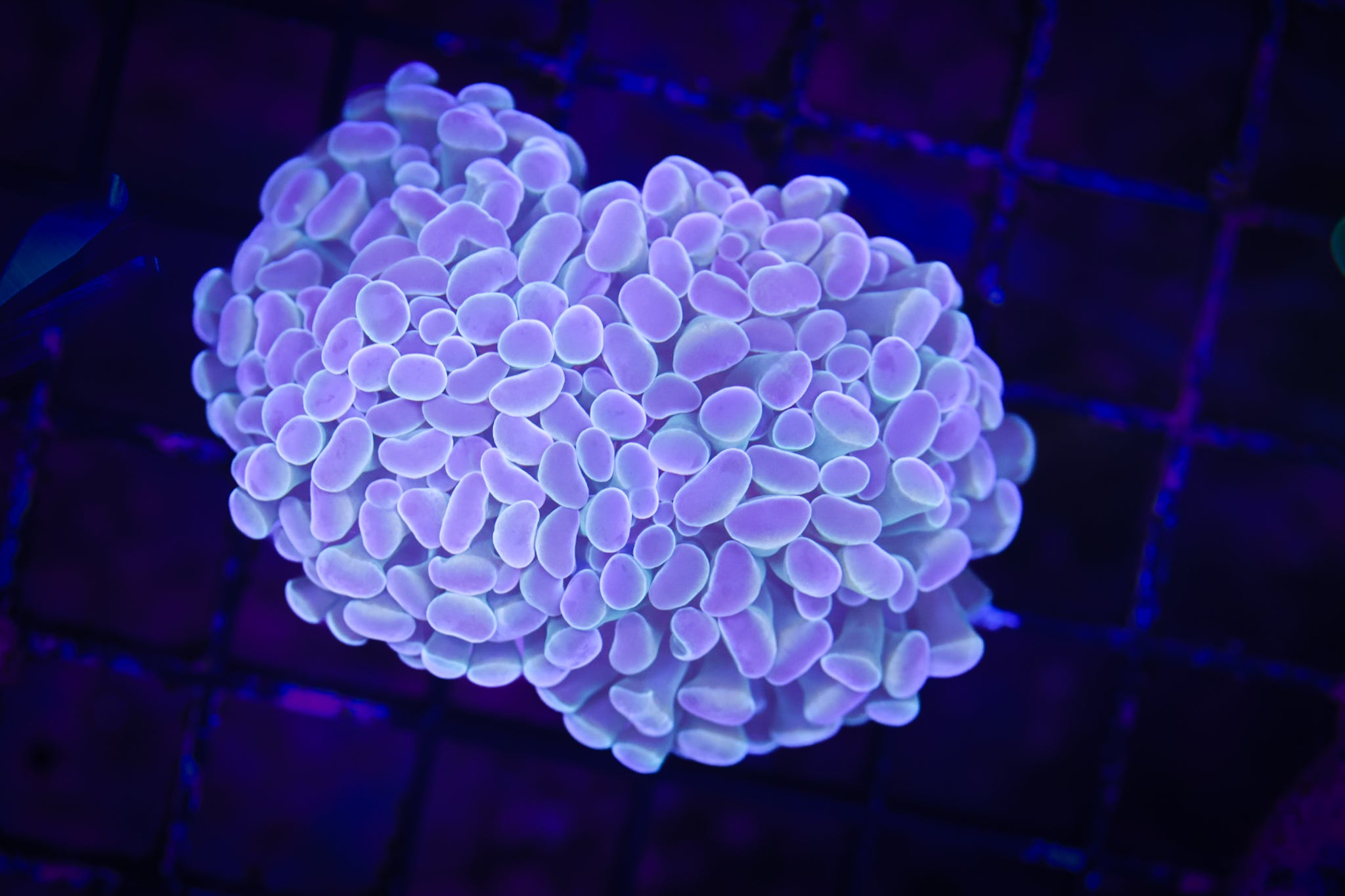 BEC Hologram Hammer WYSIWYG Double head