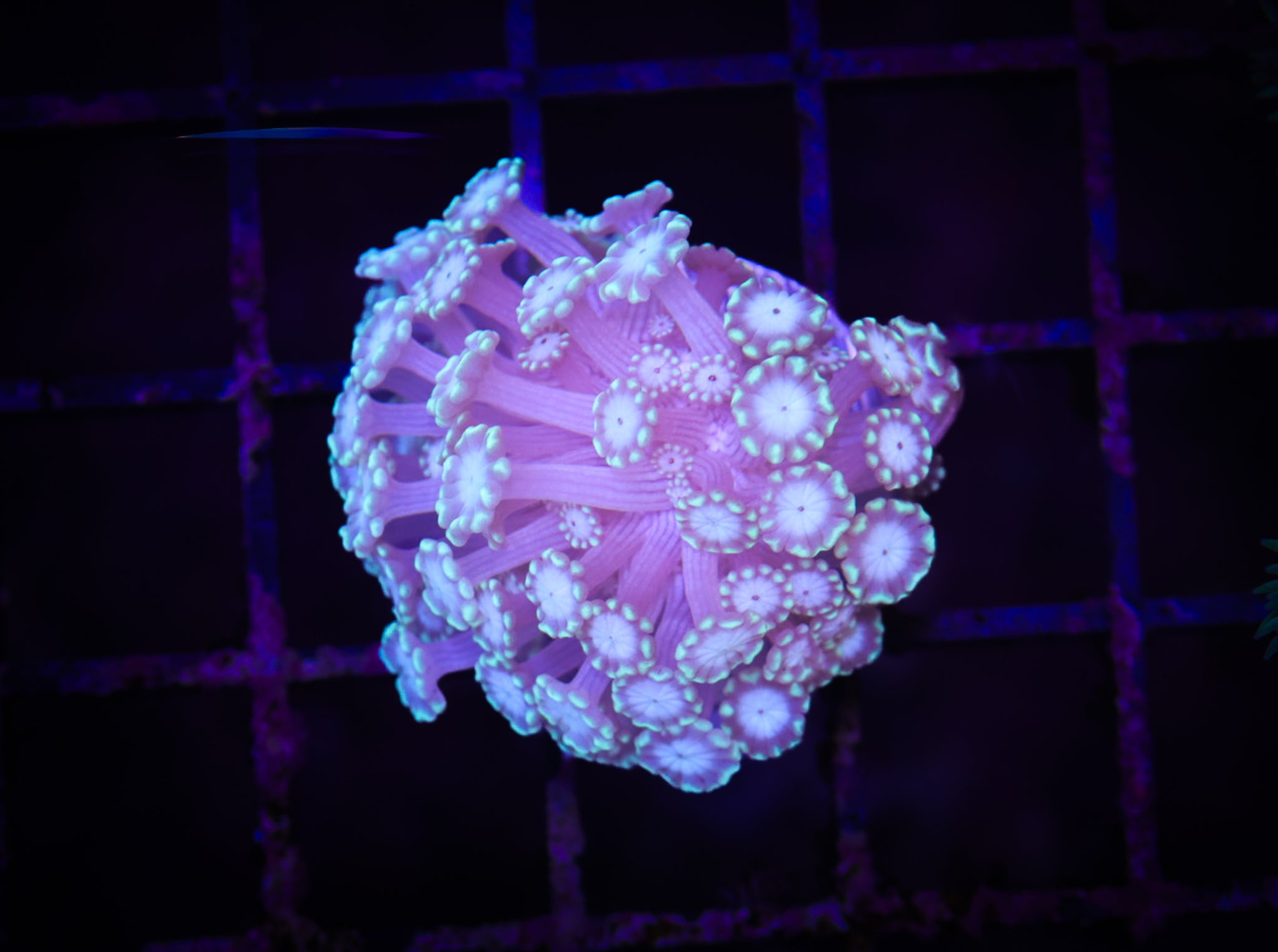 BEC Green tip Alveopora (frag) WYSIWYG