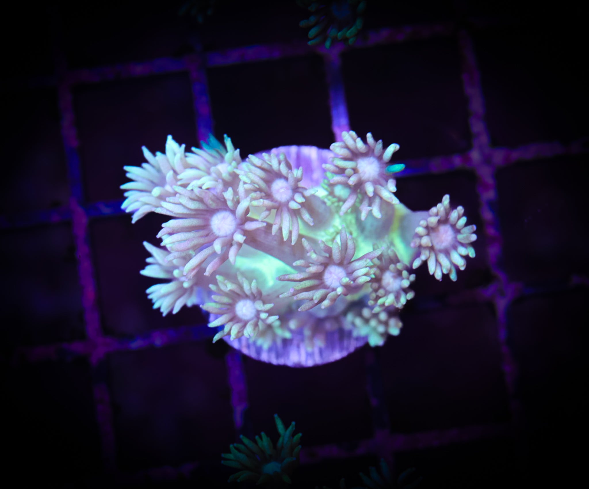 BEC Green Goni  WYSIWYG