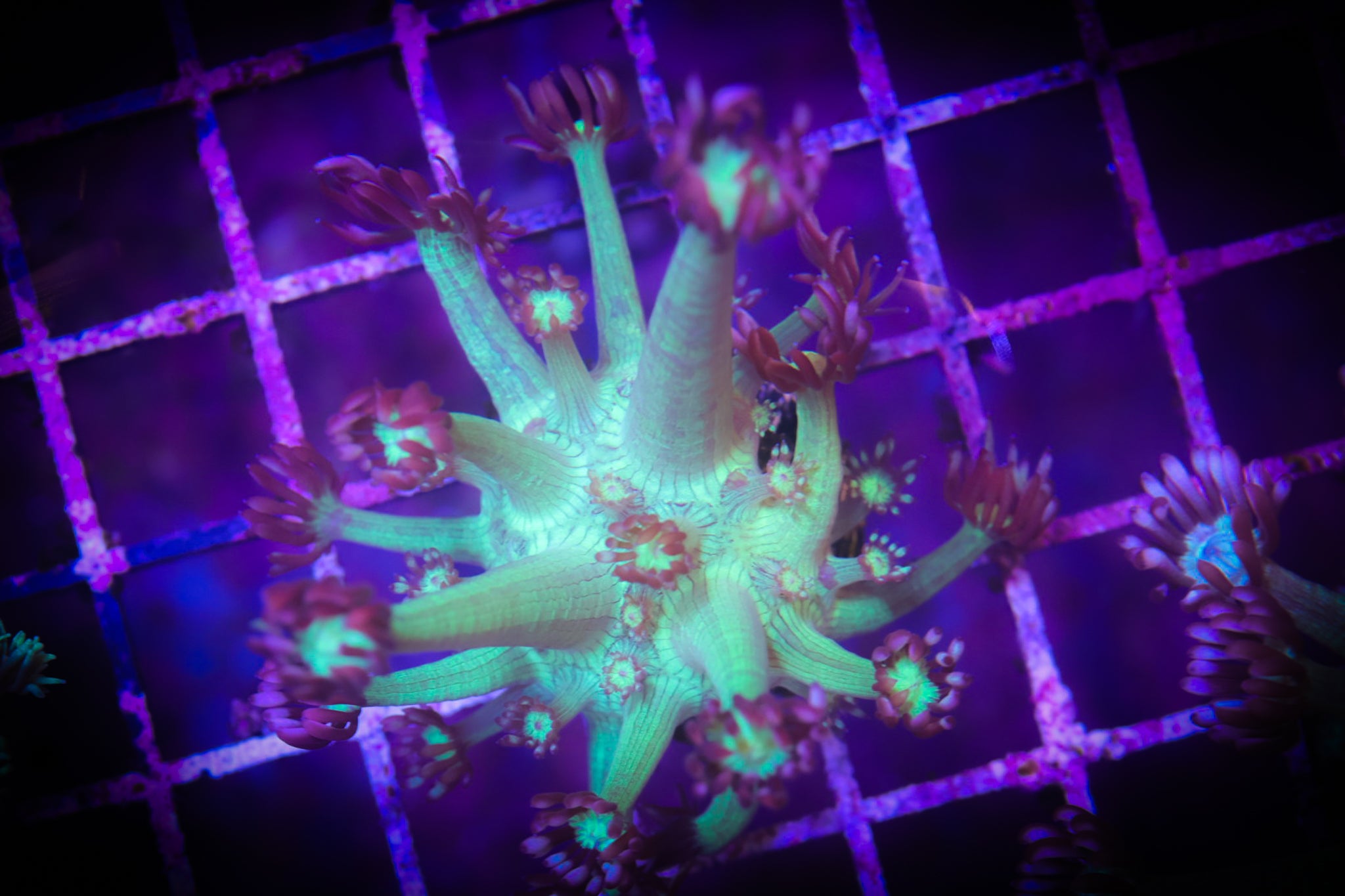 WWC Shadow Flame Goni WYSIWYG