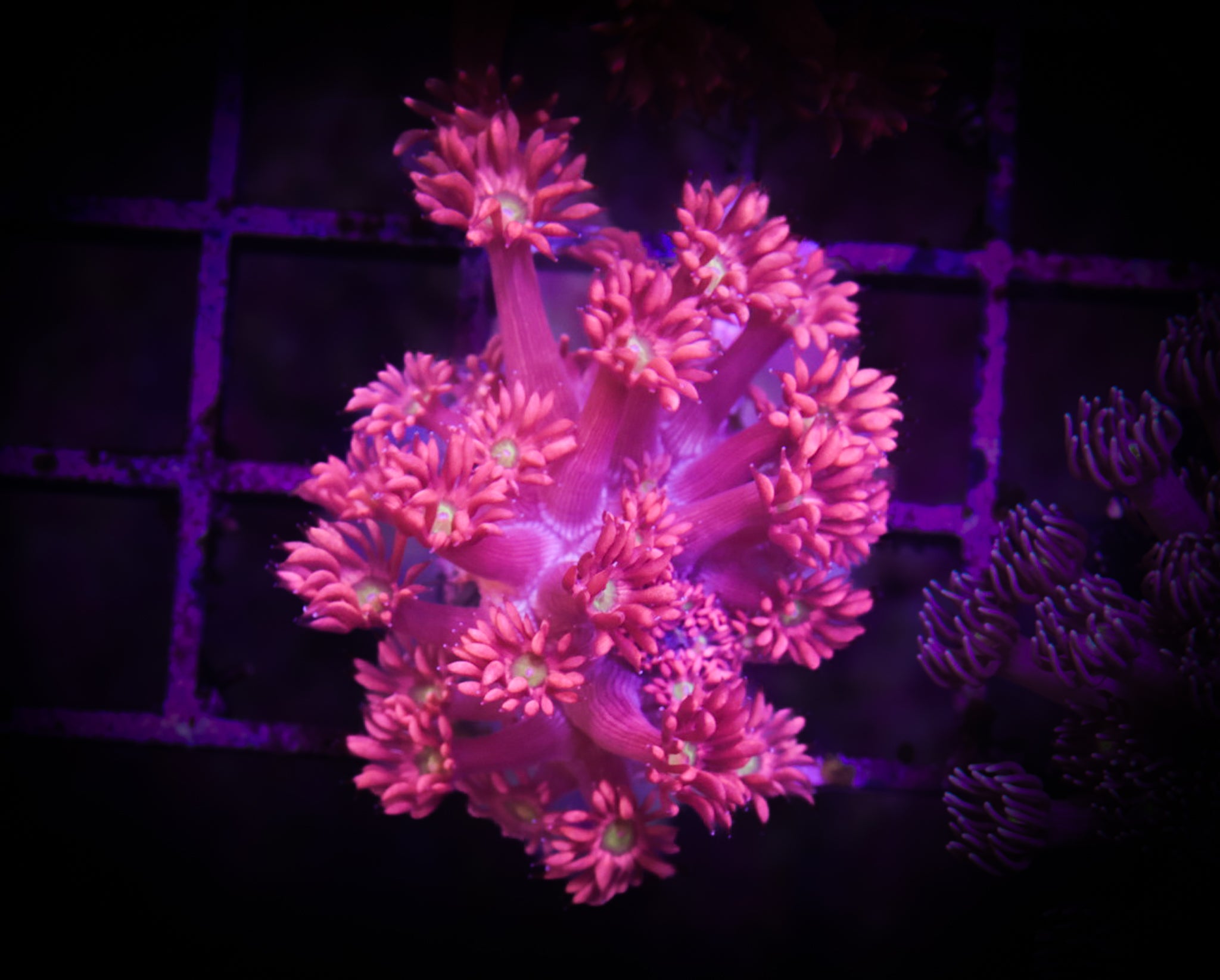 BEC Pinky Goni WYSIWYG