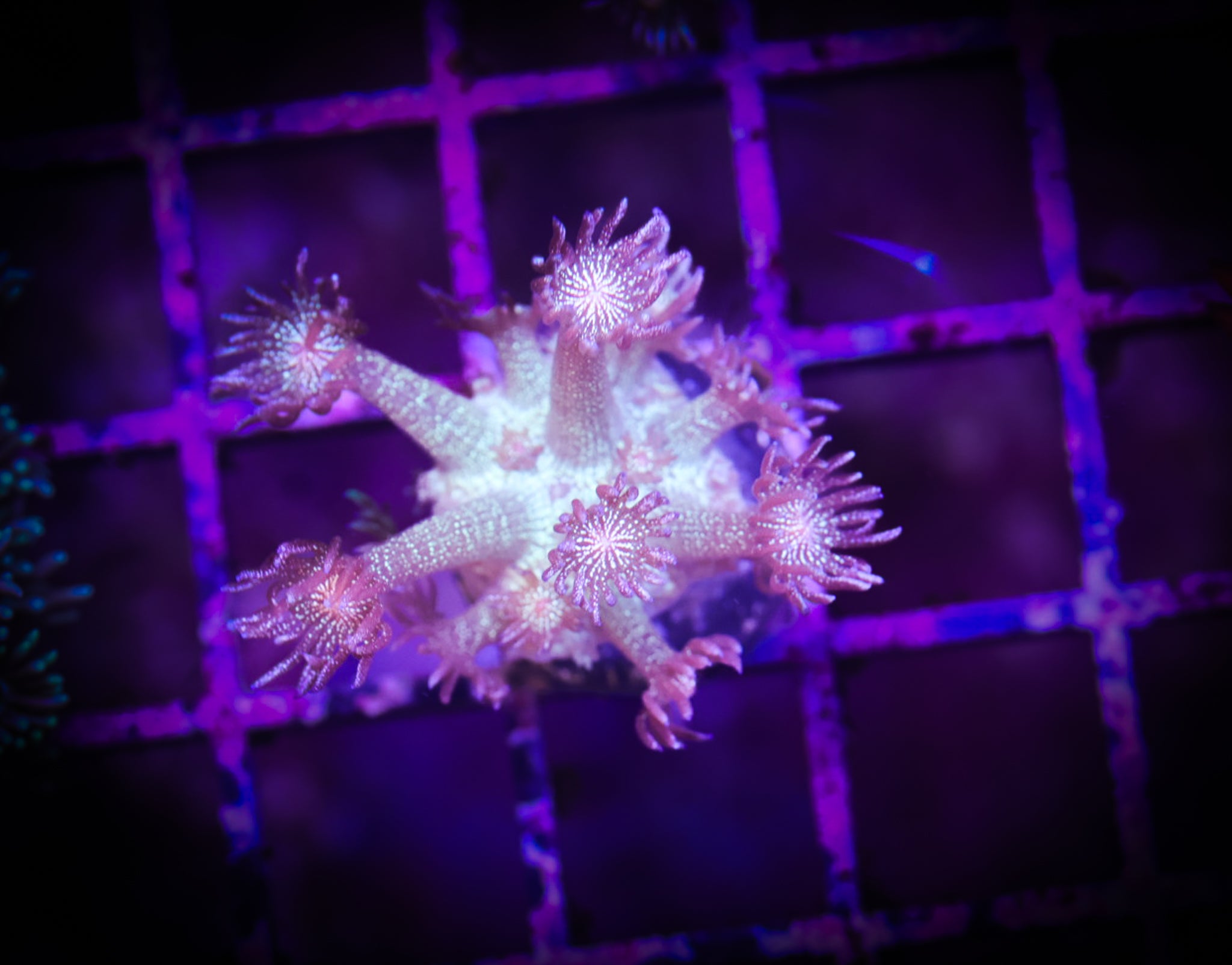 BEC Purple Glitter Goni WYSIWYG