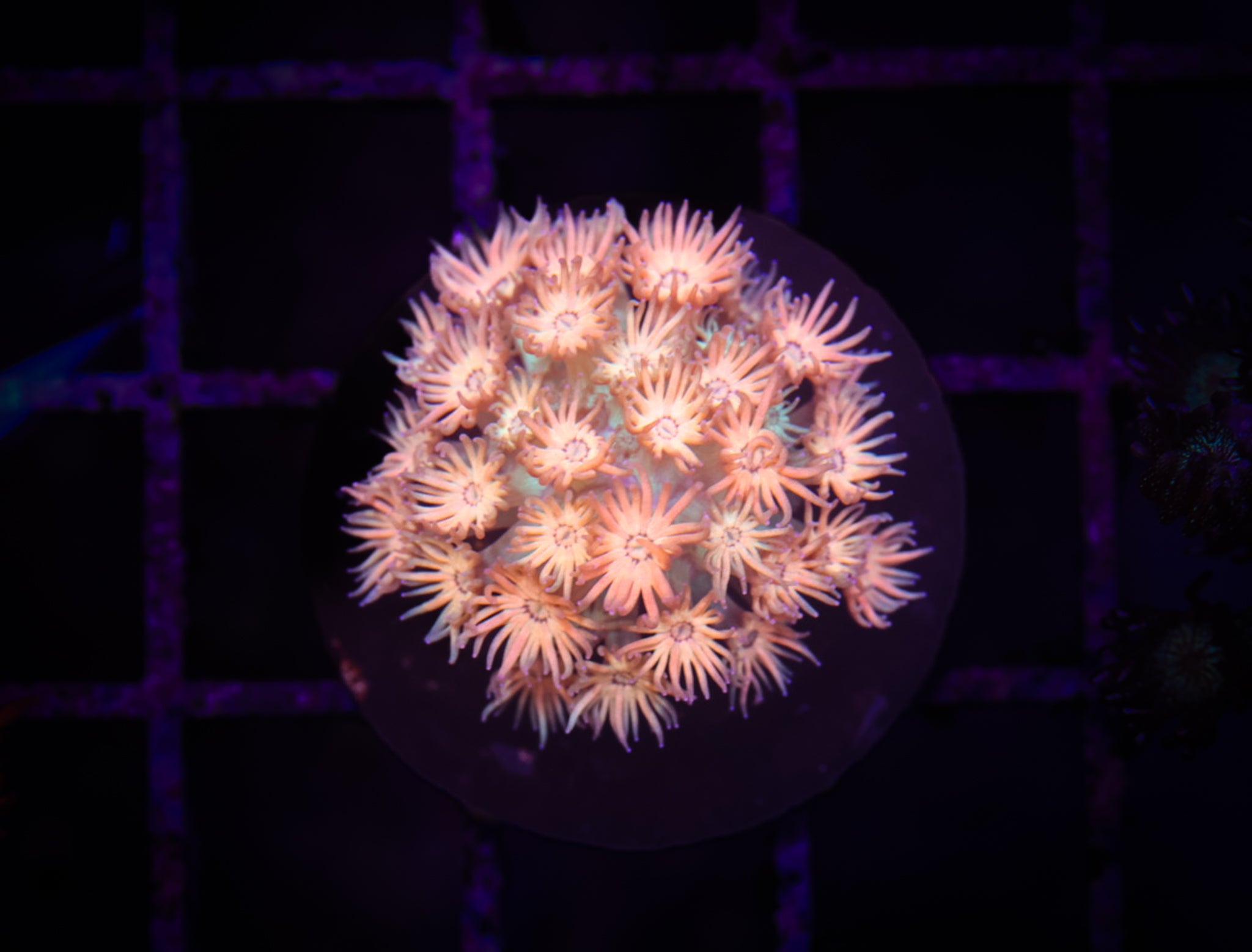 BEC Peach Smoothie Goni  WYSIWYG