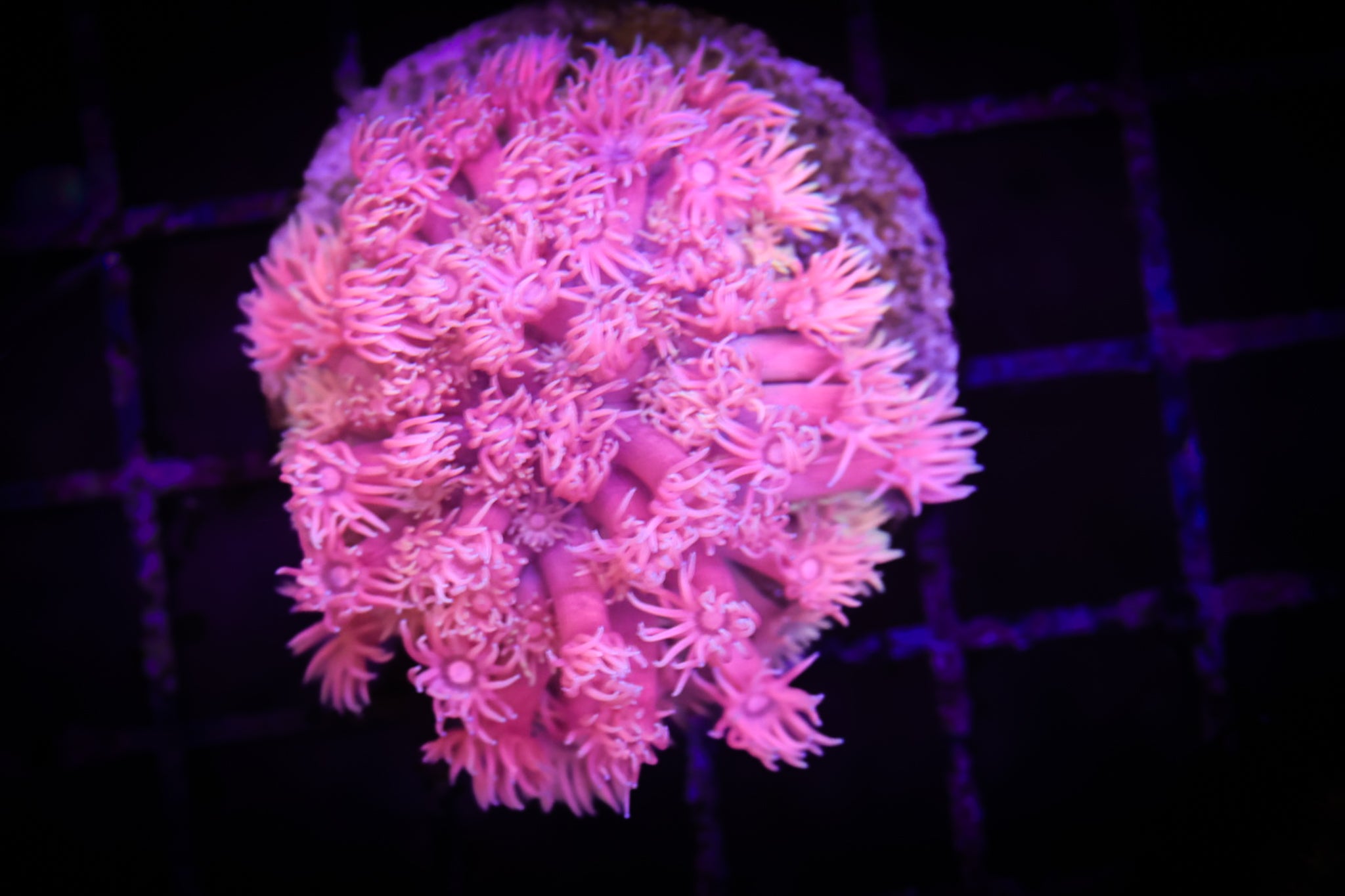 BEC Rainbow  Goni  WYSIWYG