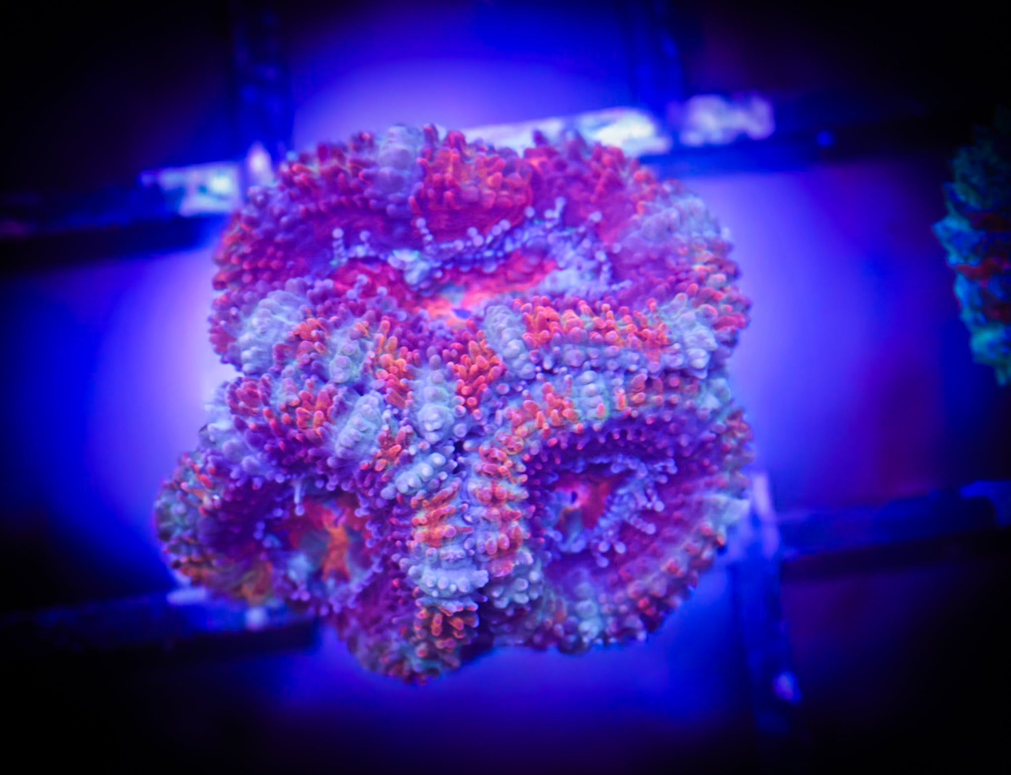 BEC Rainbow Ultra Japanese acans WYSIWYG