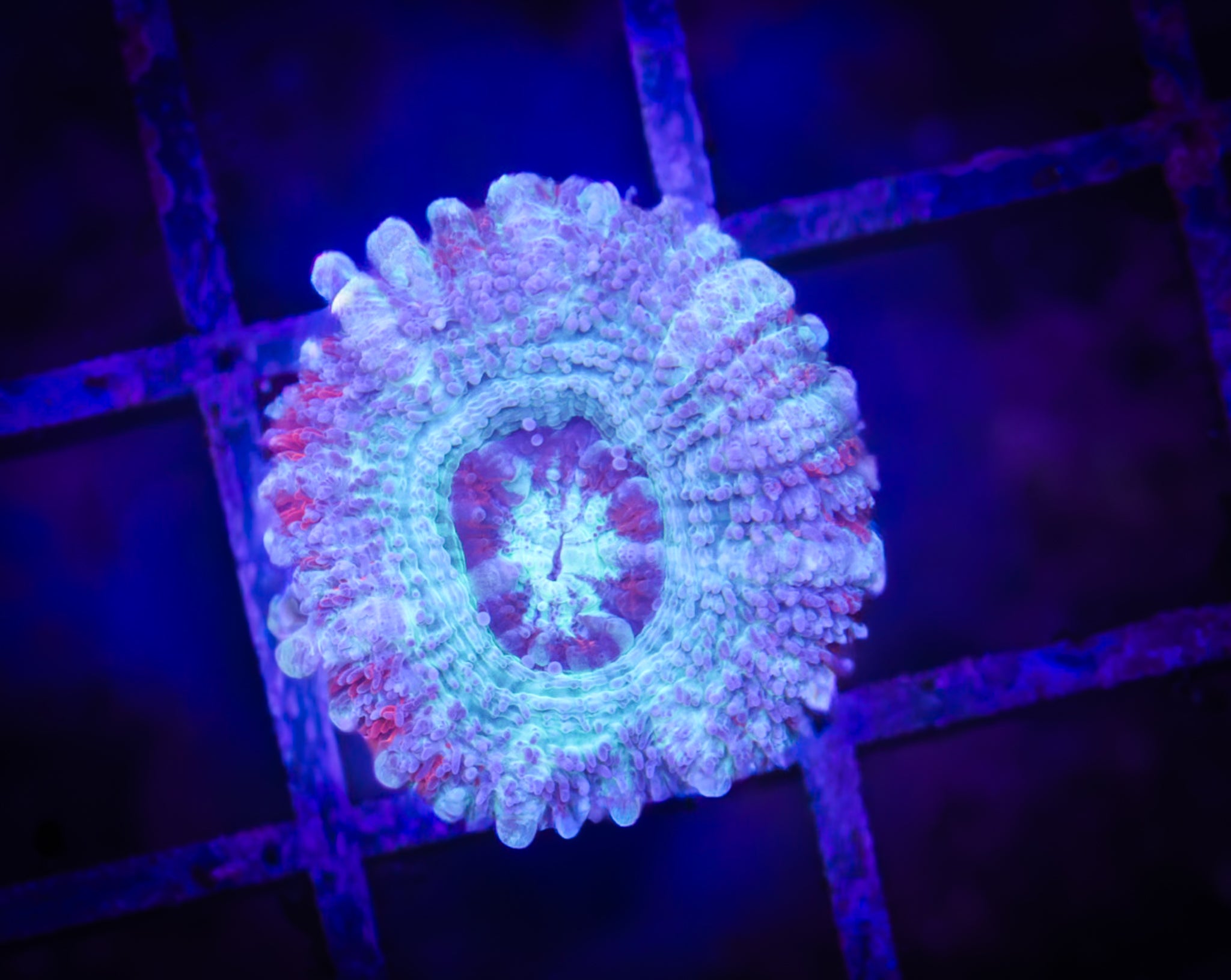 BEC Ultra Japanese acans WYSIWYG