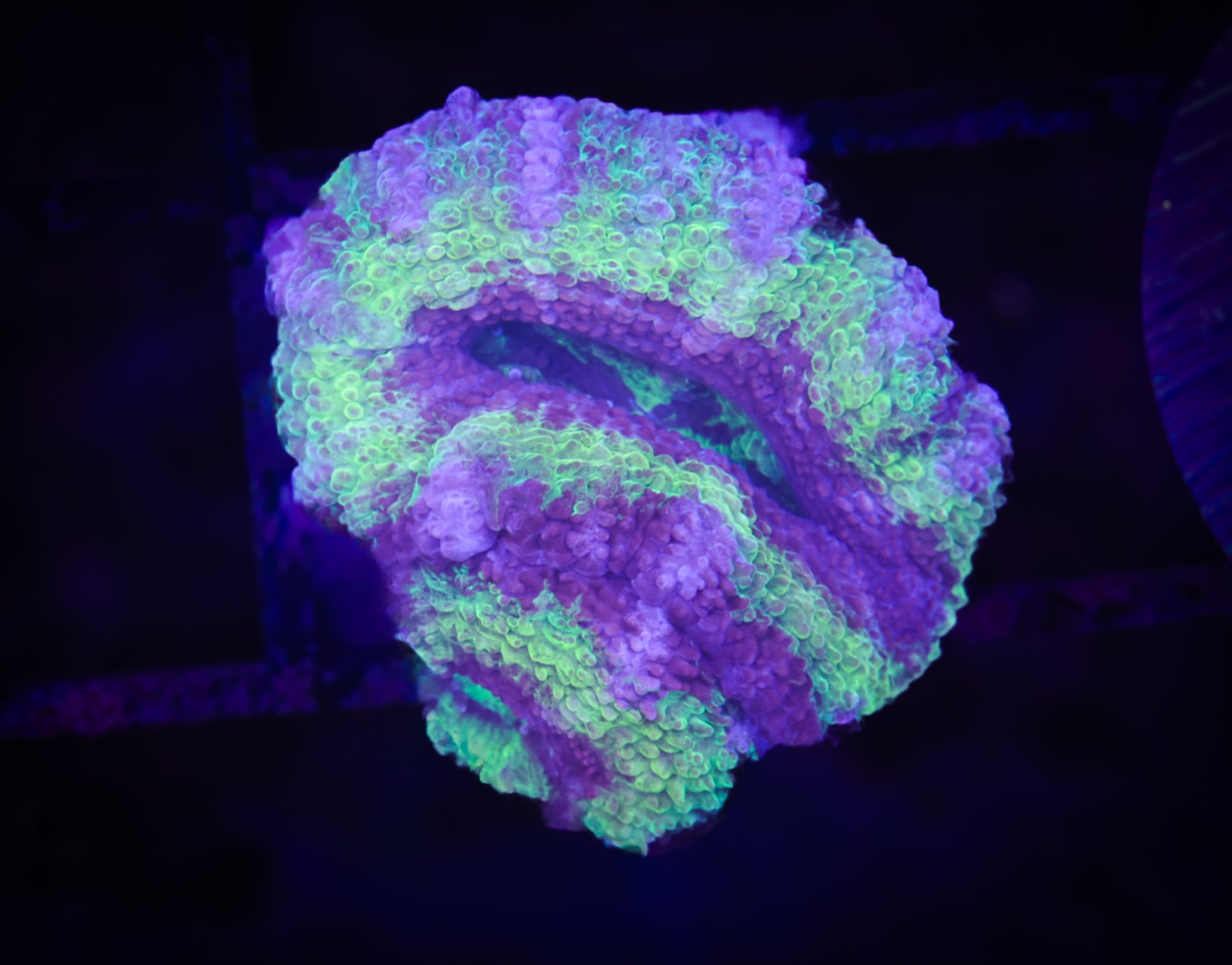 BEC Ultra Japanese acans WYSIWYG