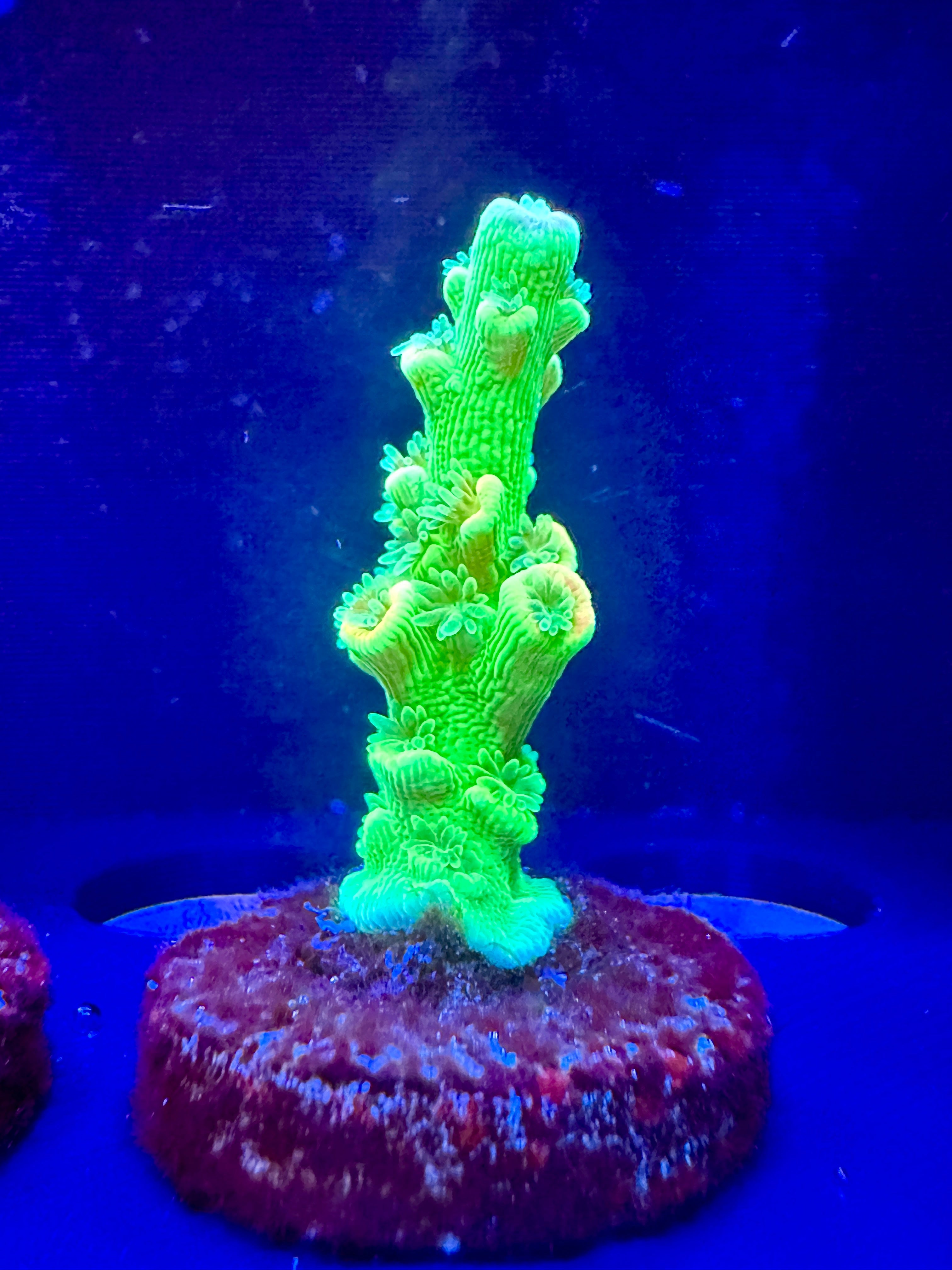 JF Home Wrecker WYSIWYG