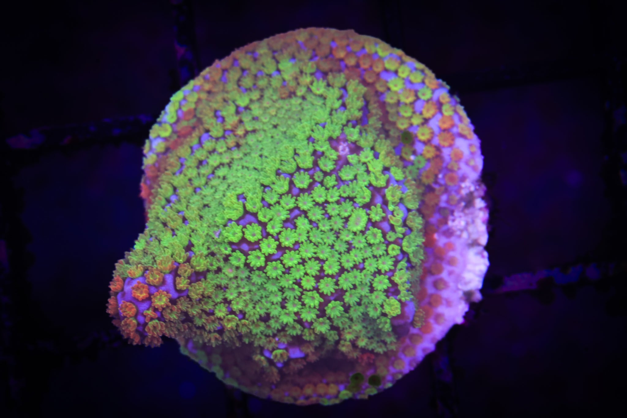 Rainbow Monti WYSIWYG