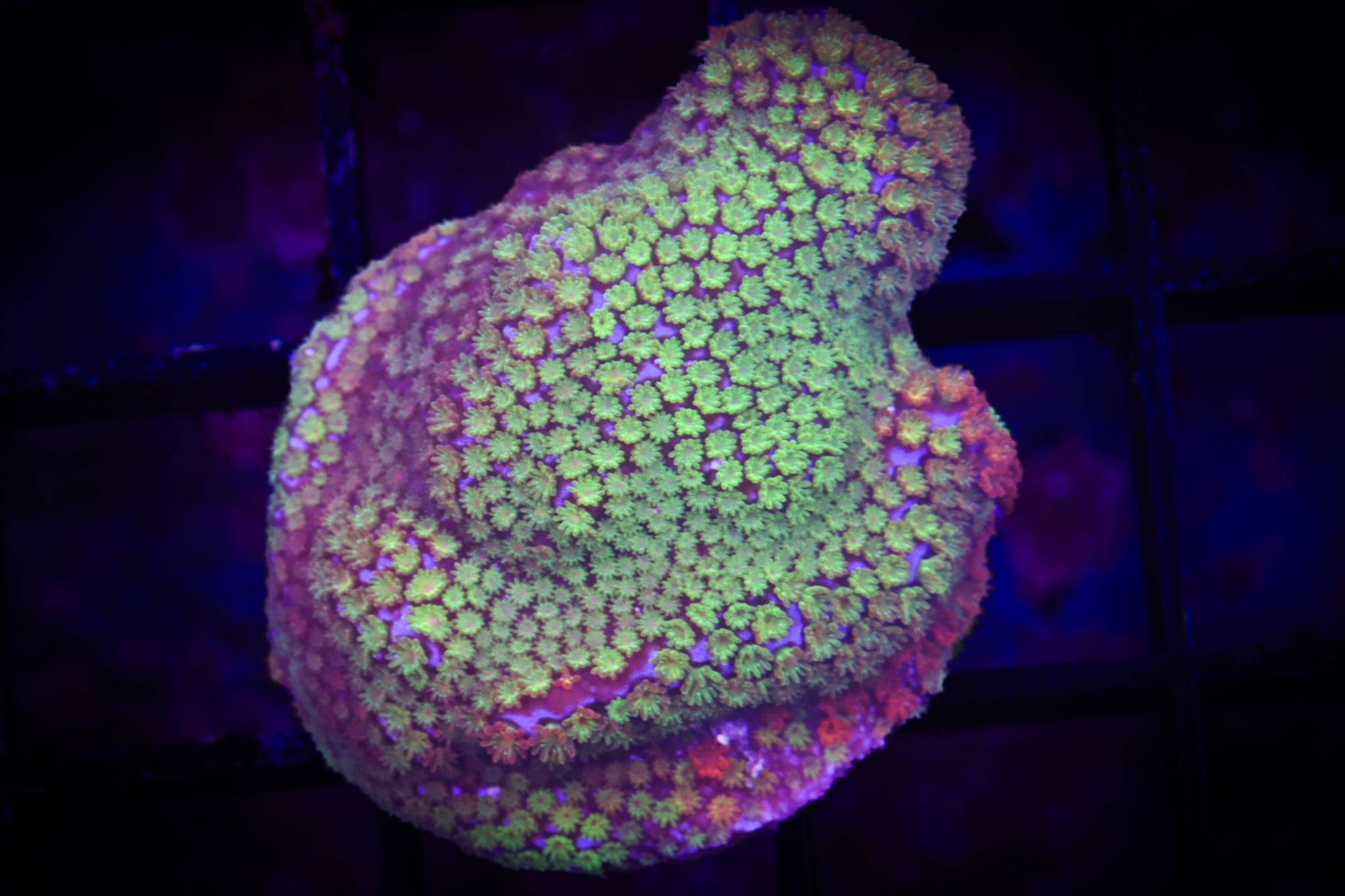 Rainbow Monti WYSIWYG