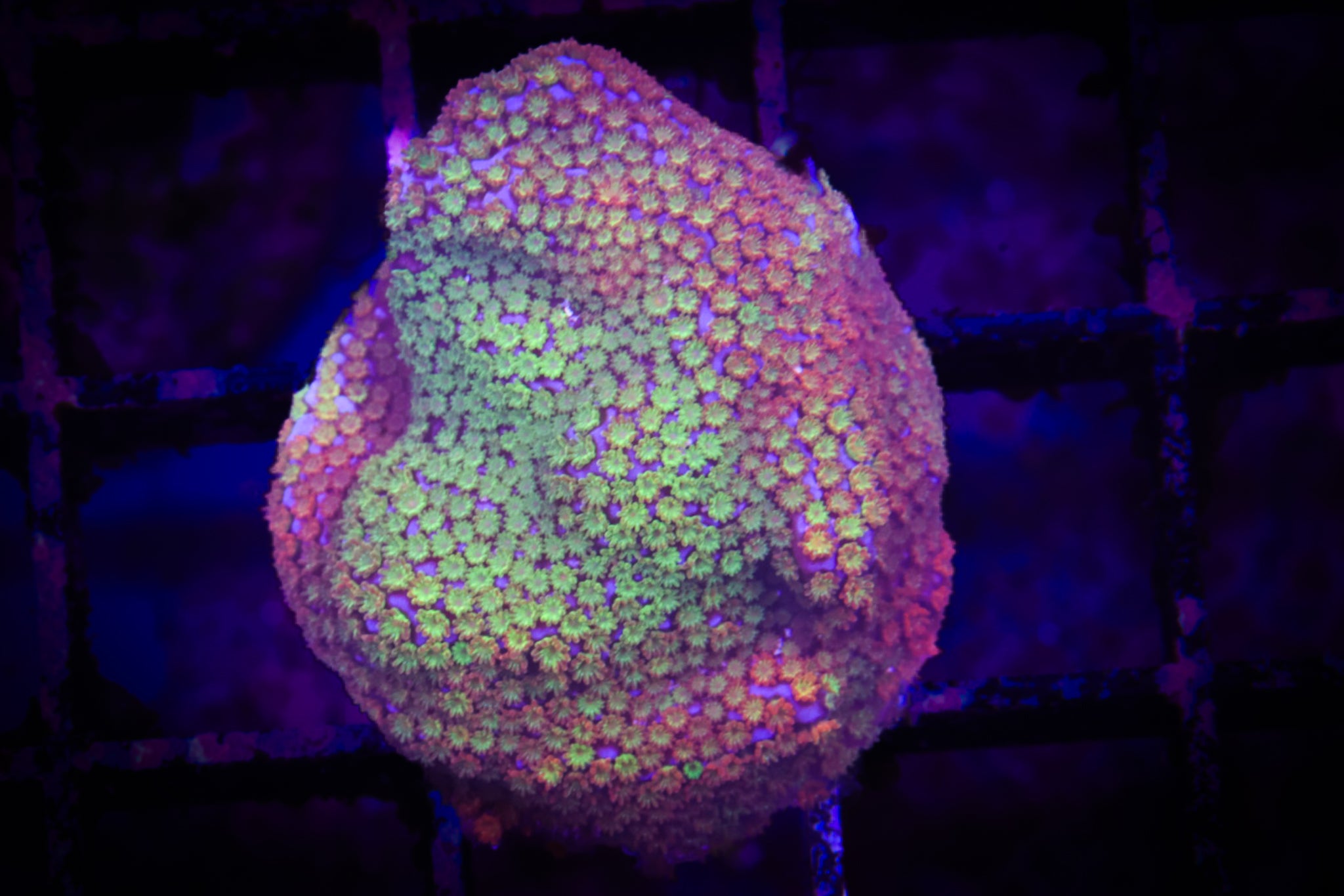 Rainbow Monti WYSIWYG