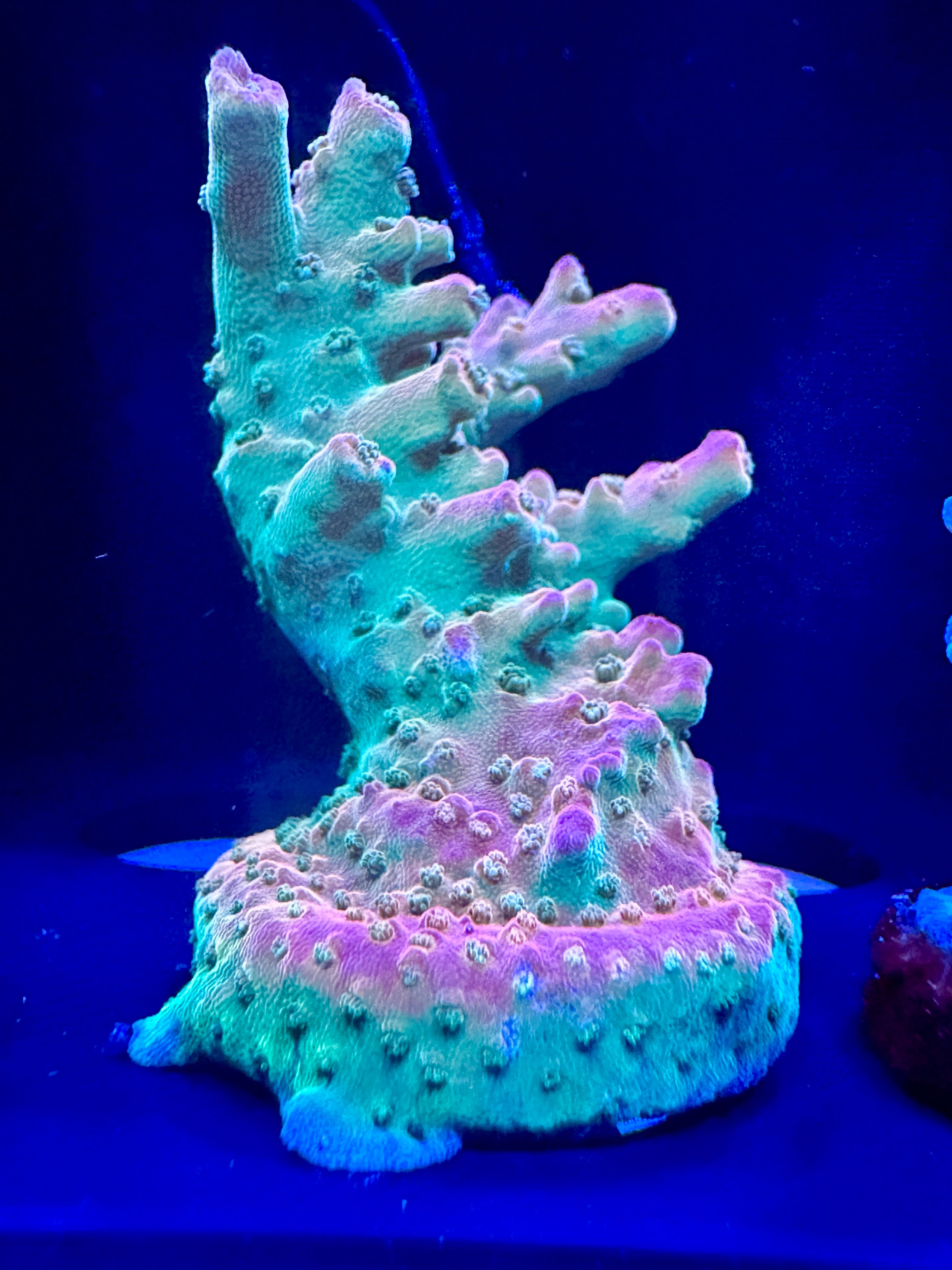 CRT Bank Roll WYSIWYG