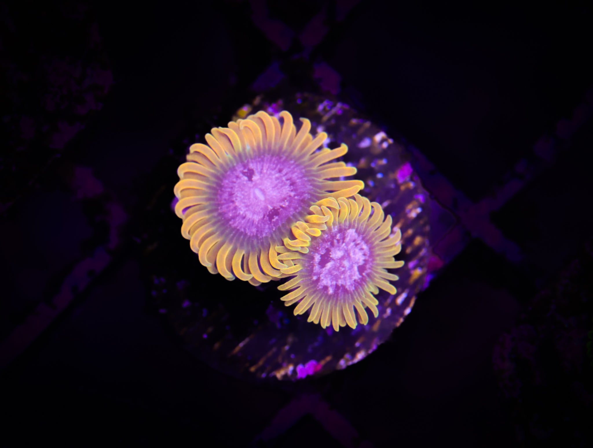 Purple Monster Zoa WYSIWYG