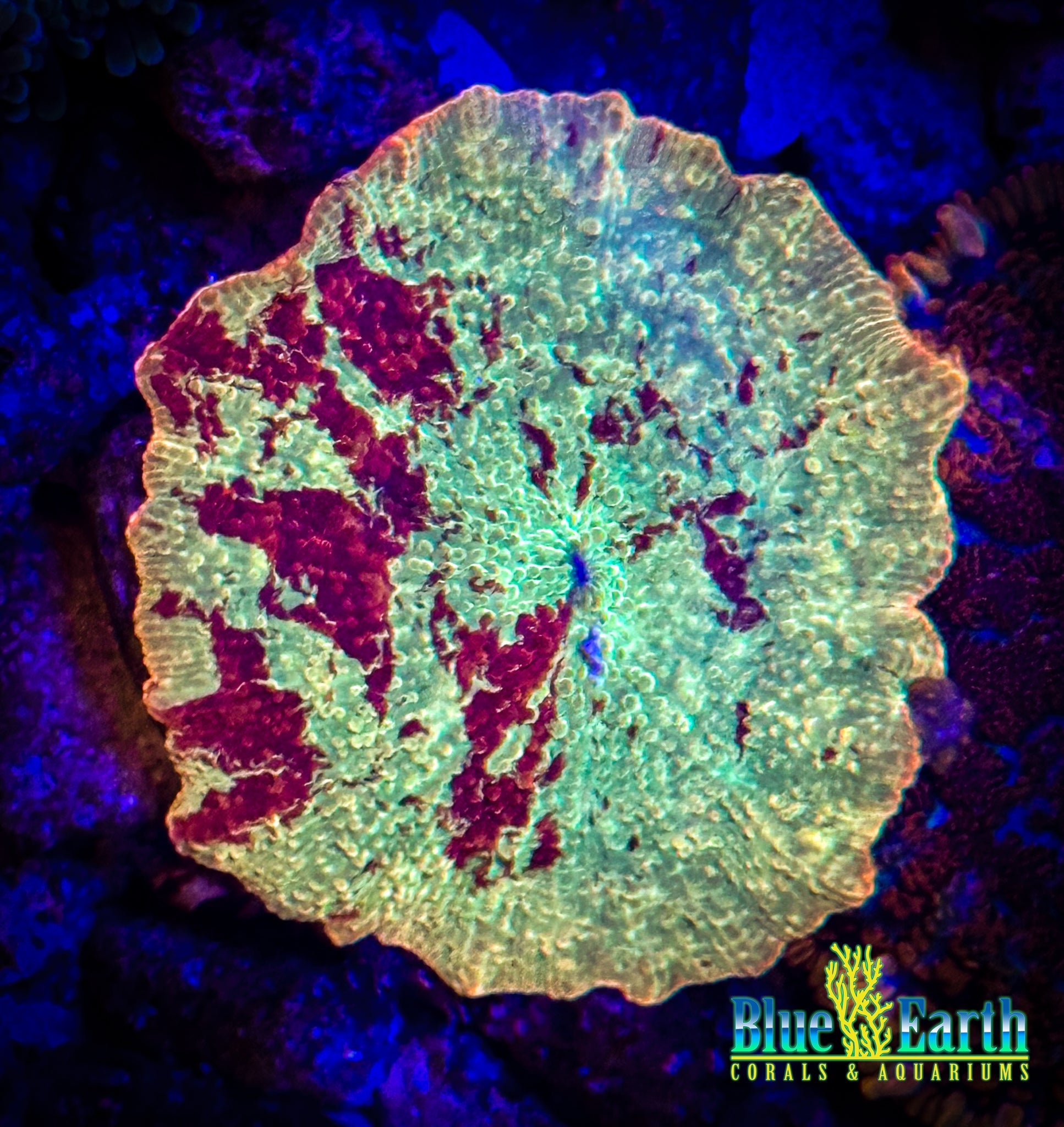 Jaw breaker Shroom WYSIWYG