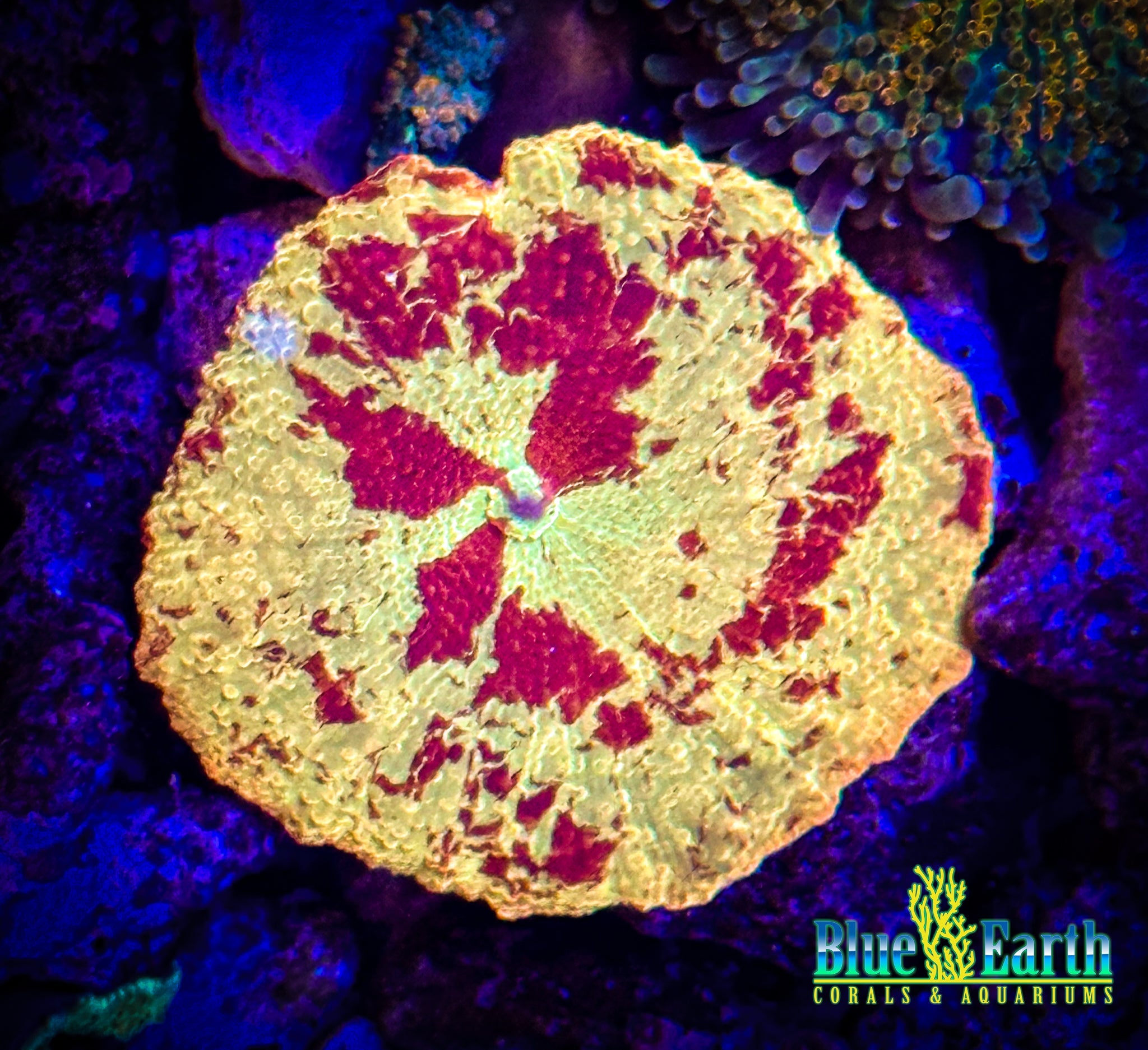 Jaw breaker Shroom WYSIWYG