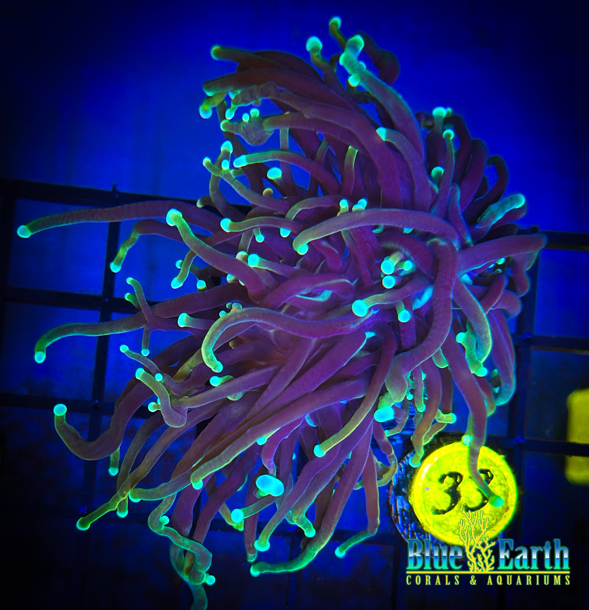 Indo Gold Torch WYSIWYG