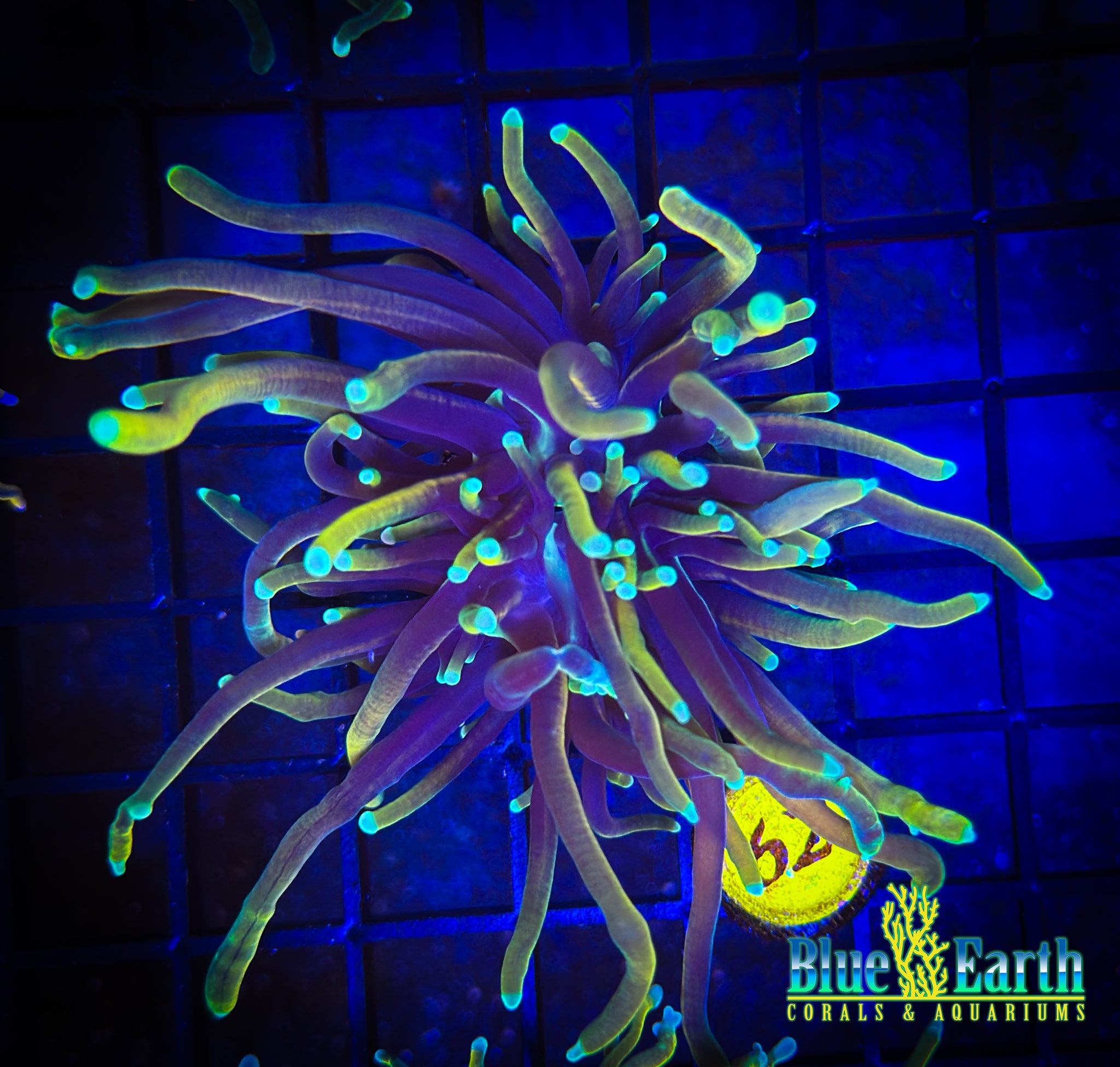 BEC Dragon Soul Torch WYSIWYG