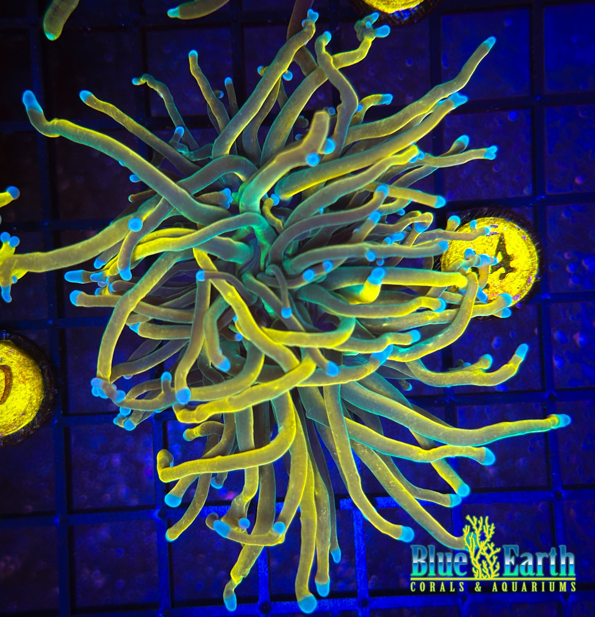 TSA Pot of Gold WYSIWYG