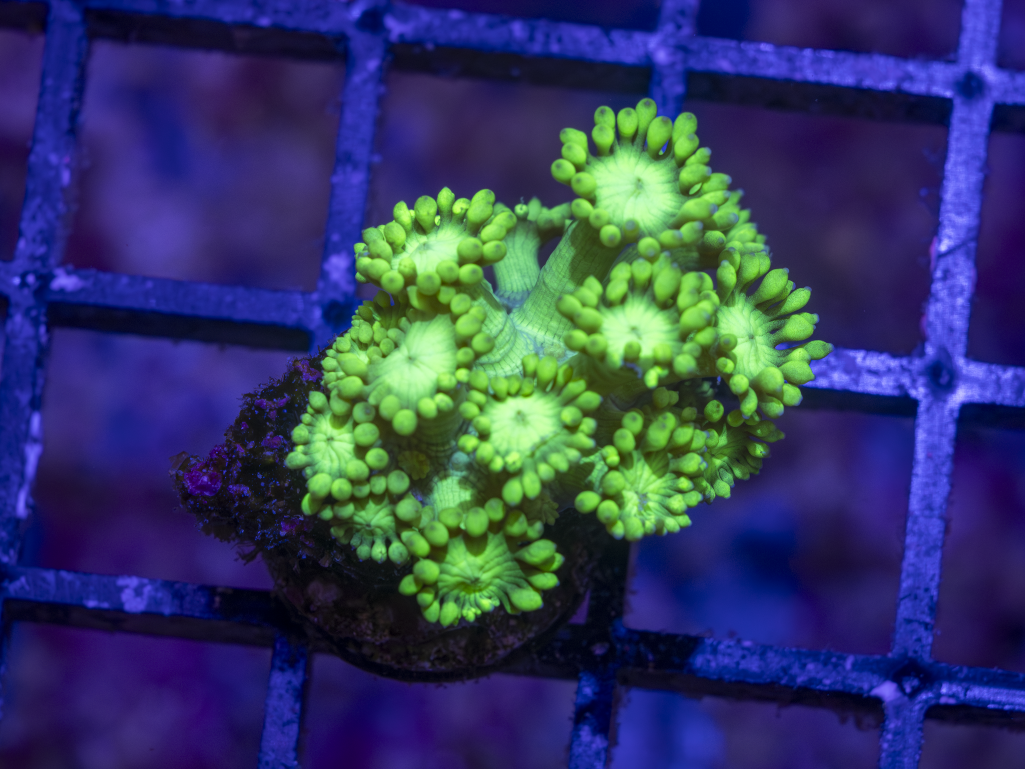 BEC Toxic Green Goni WYSIWYG
