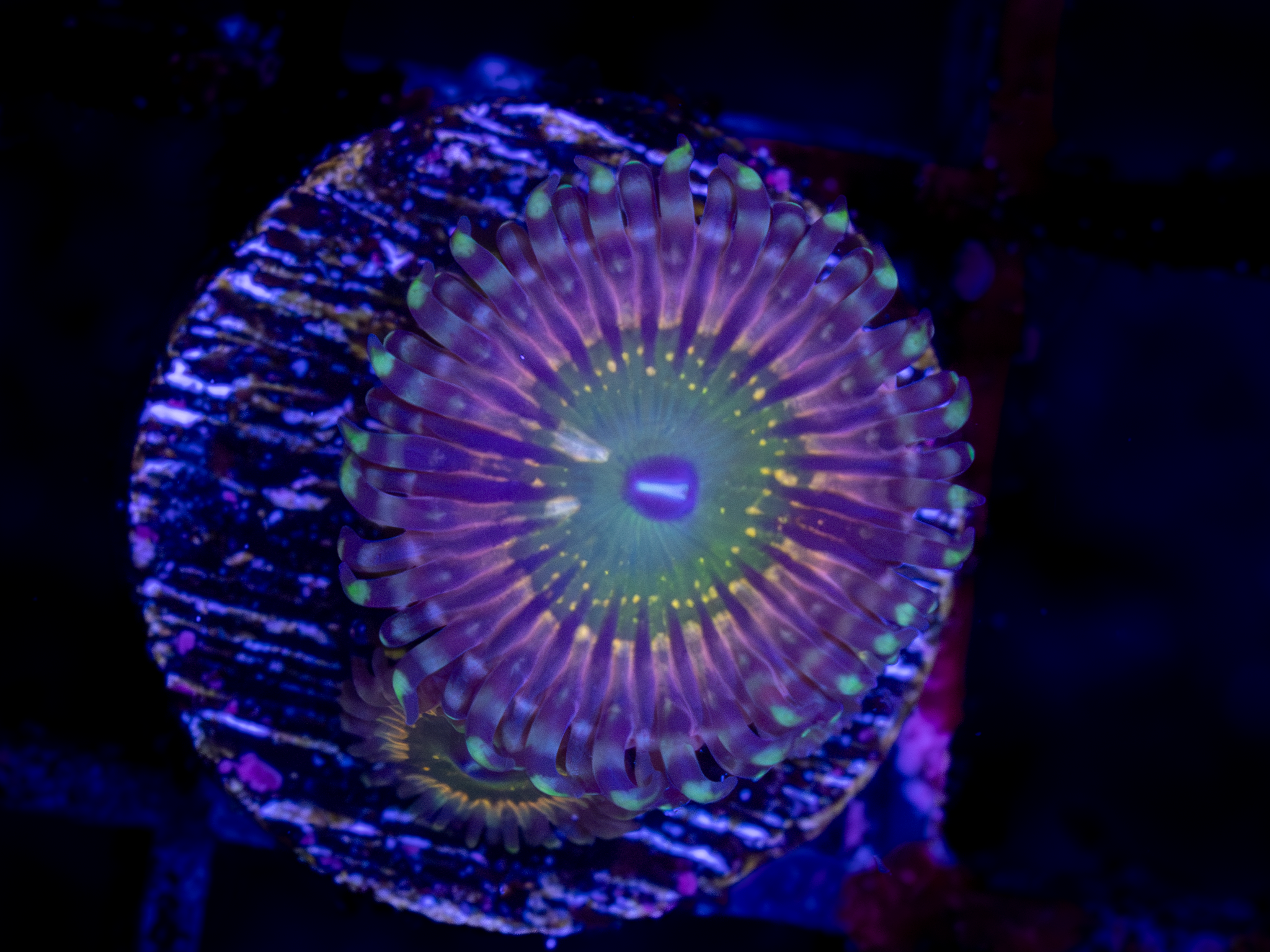CK Monsters Inc Zoa