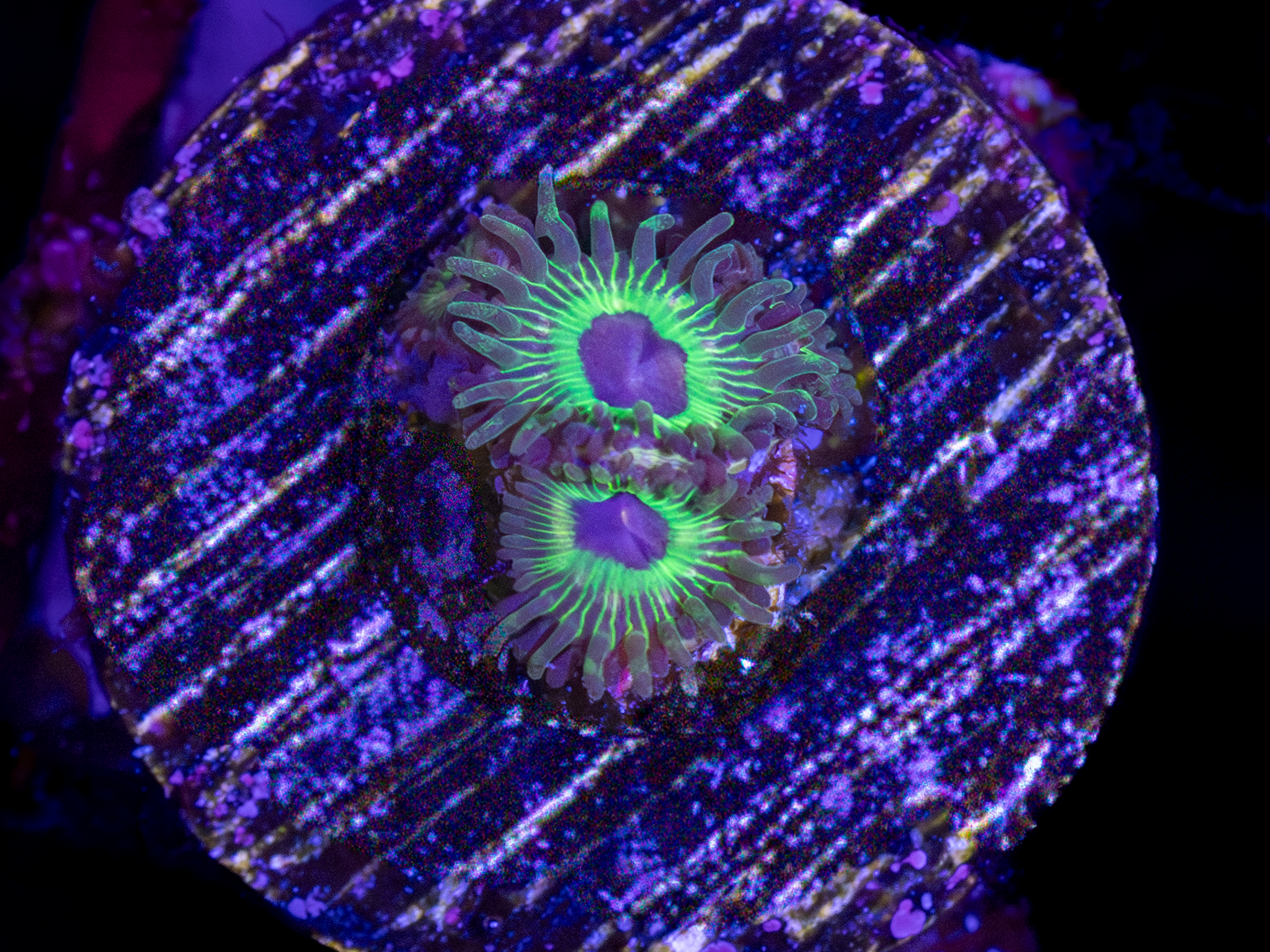 Luigi's Mansion Zoa WYSIWYG