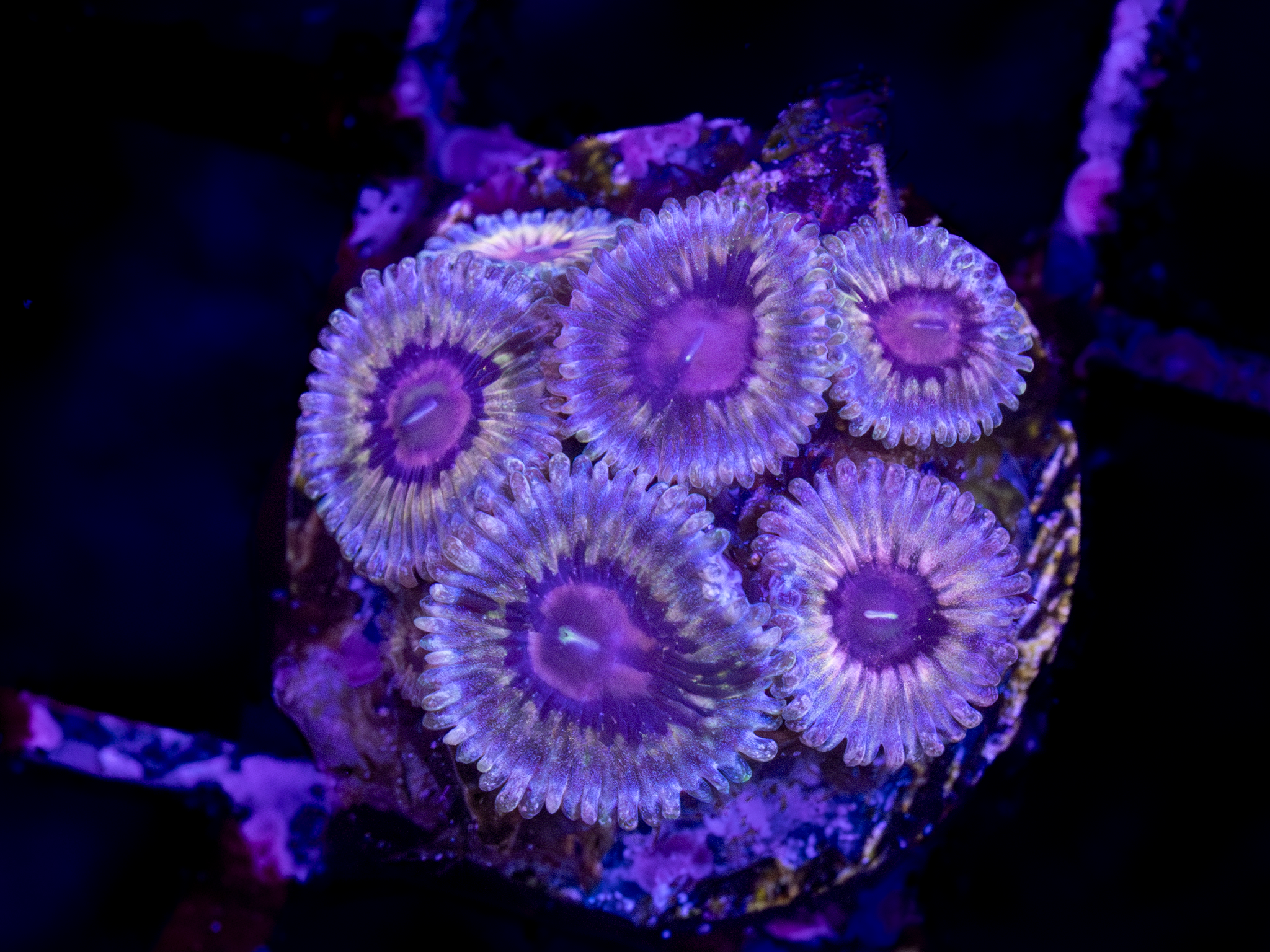 Queen Strats Zoa WYSIWYG