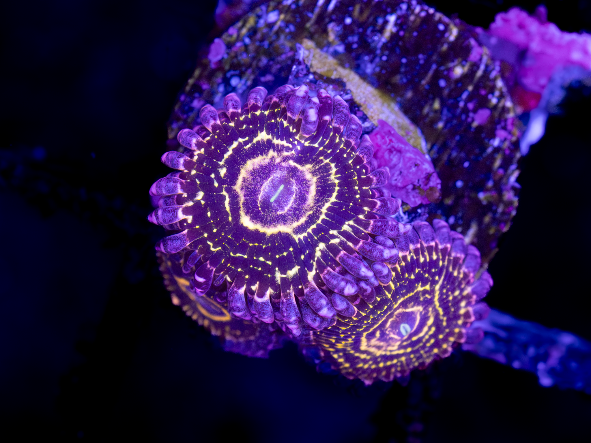 Stratosphere Zoa WYSIWYG