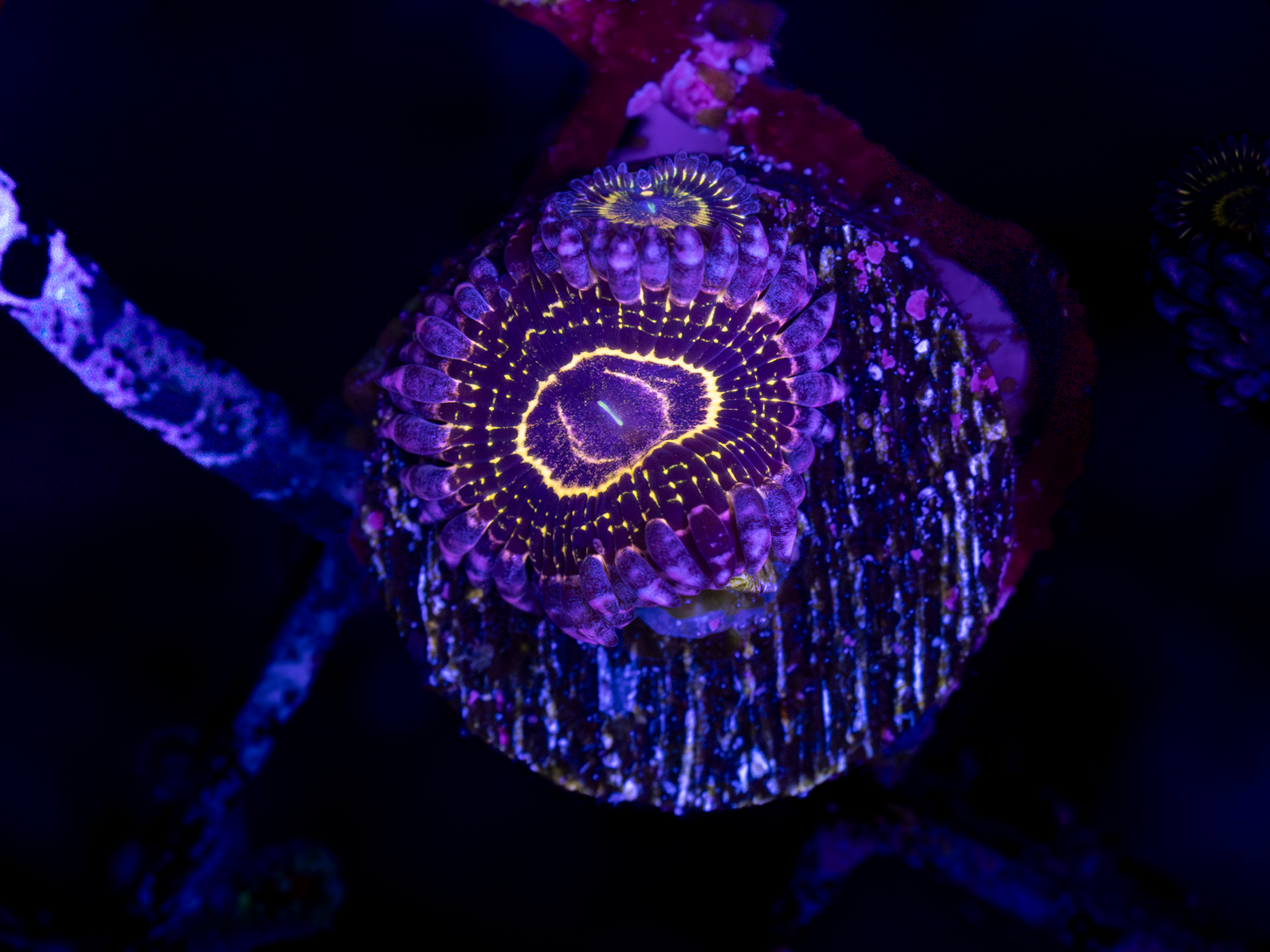 Stratosphere Zoa WYSIWYG