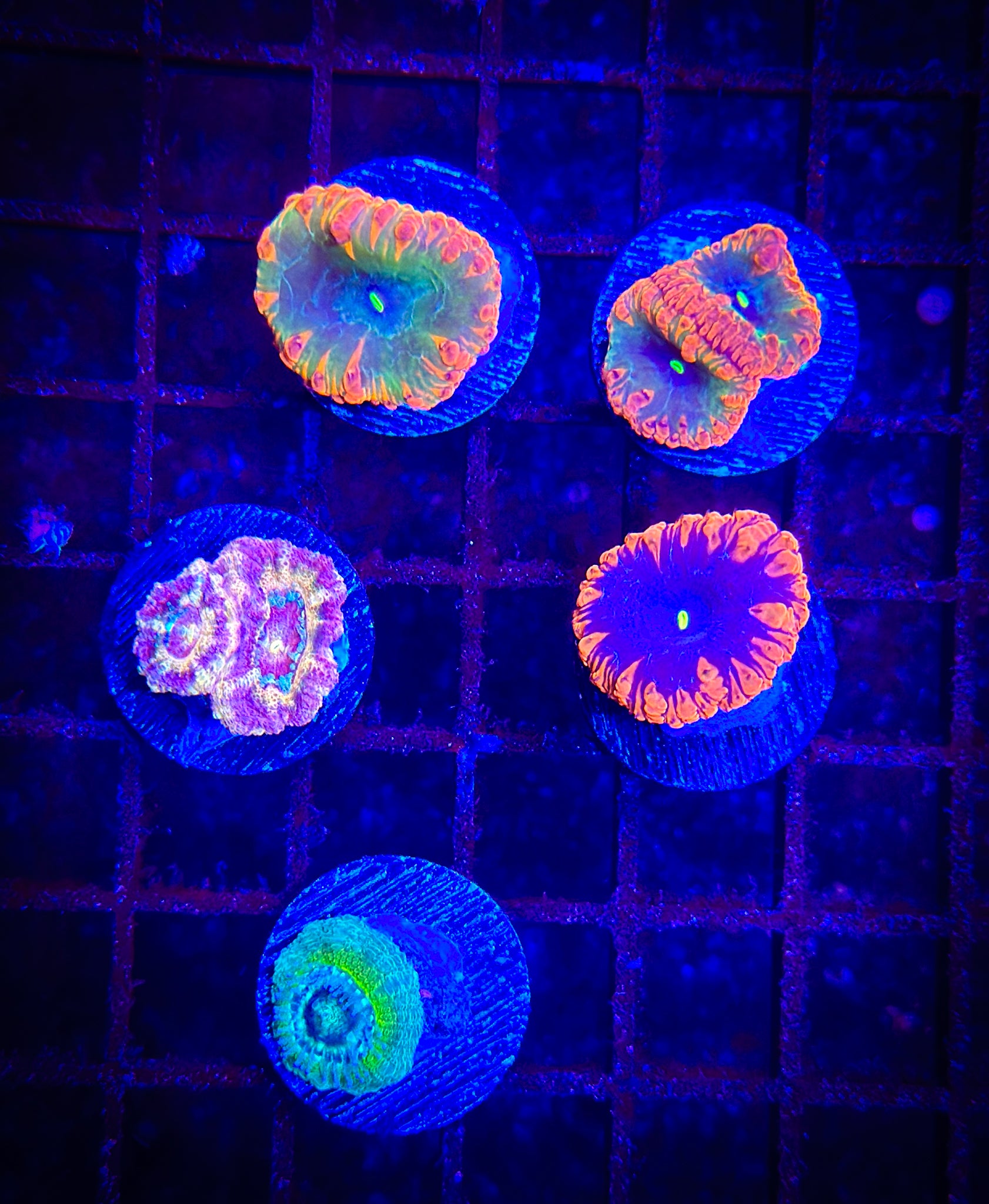 WYSIWYG Coral
