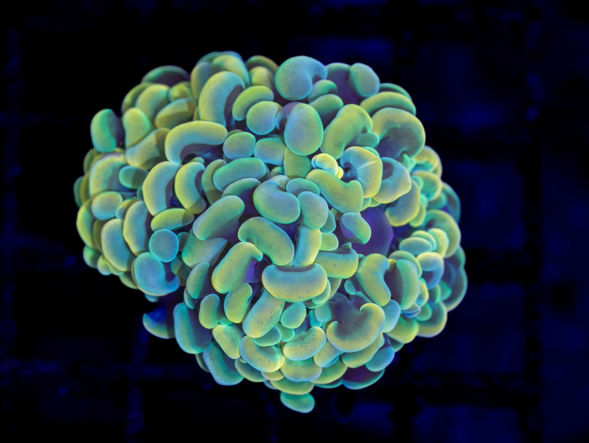 BEC Green Hologram Hammer WYSIWYG