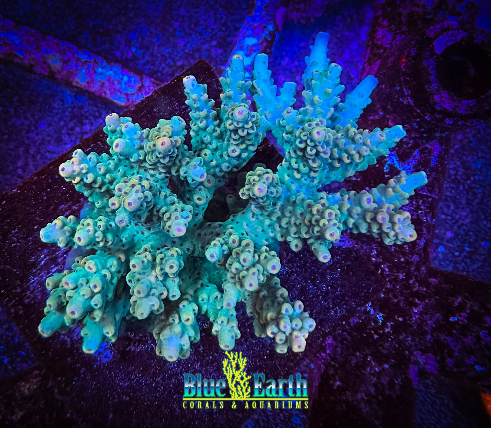 BEC Tiffany Co. Smoothie (Cut to Order 3/4"-1" Frag) NON-WYSIWYG