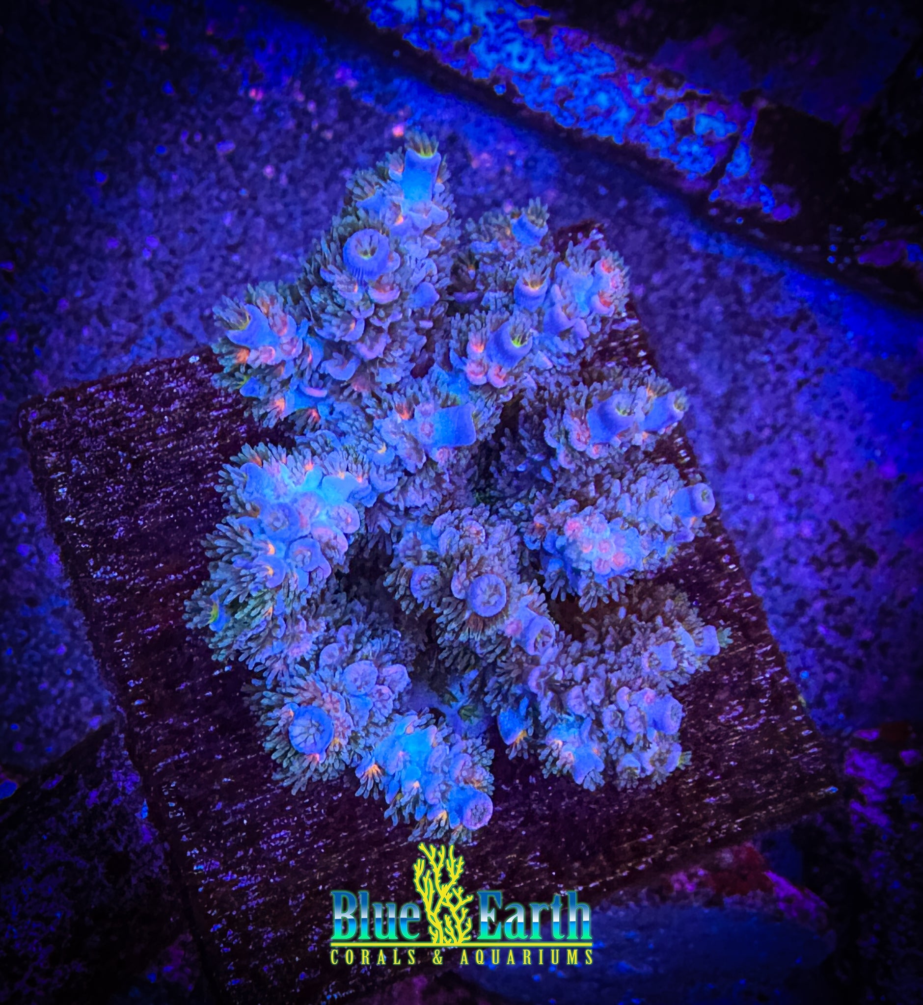 CC Pink Hightlighter (Cut to Order 3/5"-1" Frag) NON-WYSIWYG