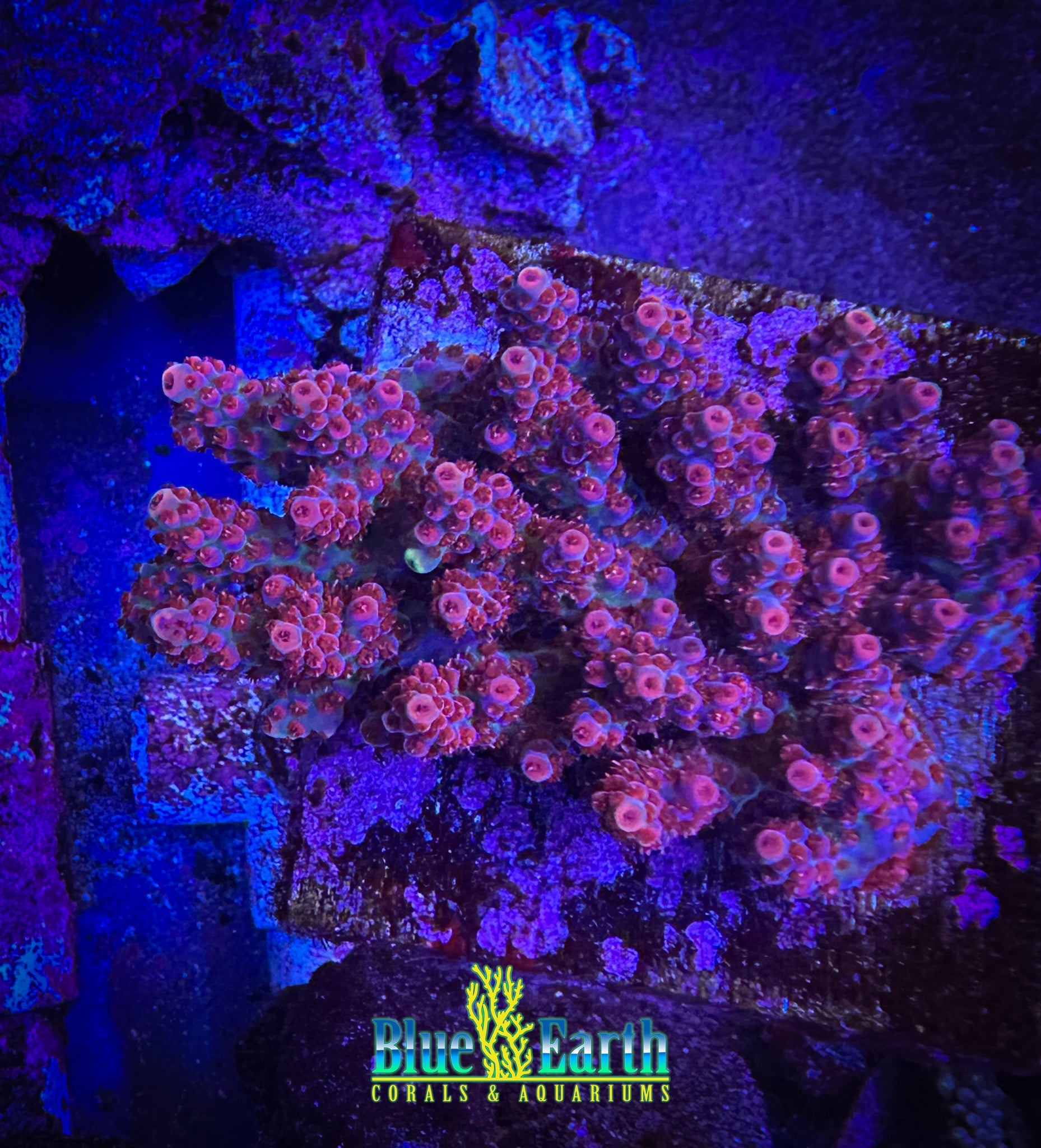 BEC Blueberry Shortcake (Cut to Order 3/4"-1" Frag) NON-WYSIWYG