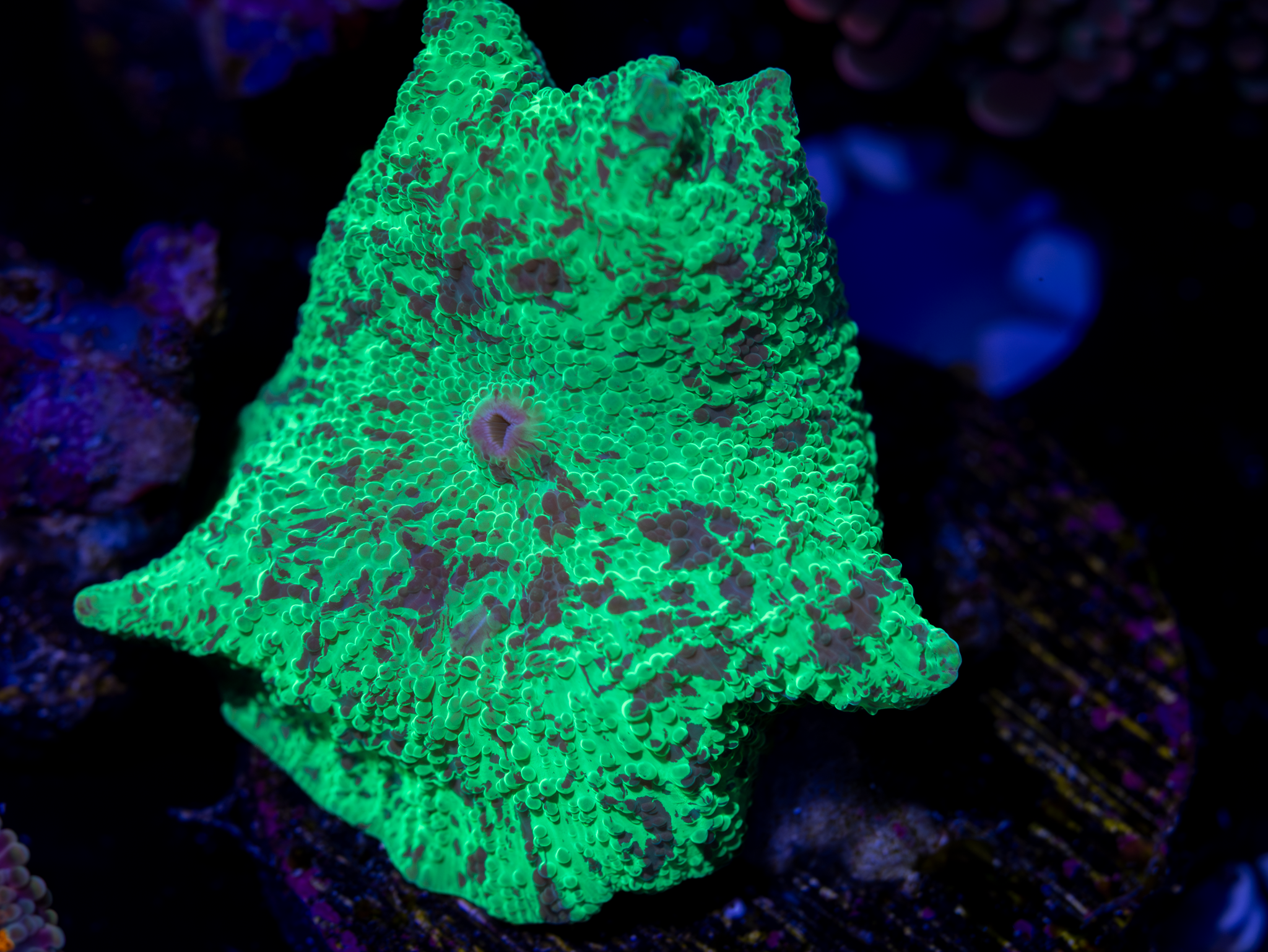 Kryptonite Shroom WYSIWYG