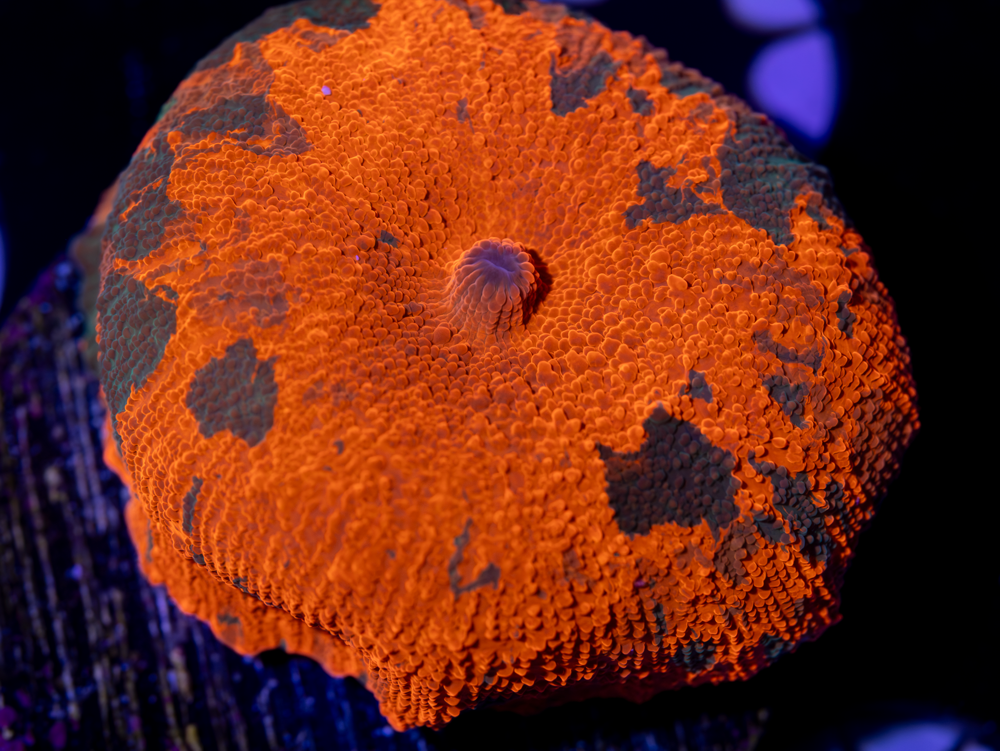 BEC Candy Crush Shroom WYSIWYG