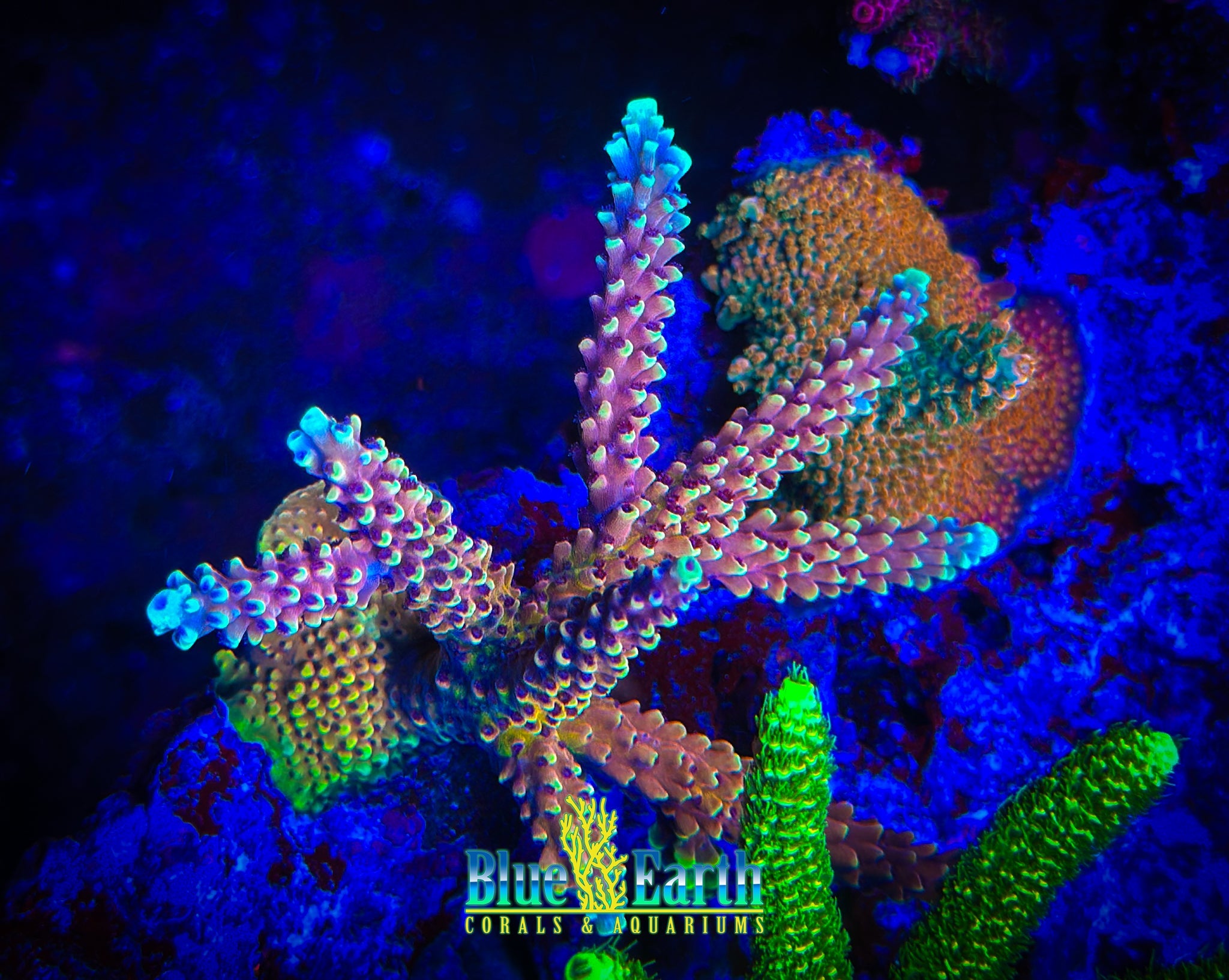 RR Pink Cadillac (Cut to Order 3/4"-1" Frag) NON-WYSIWYG