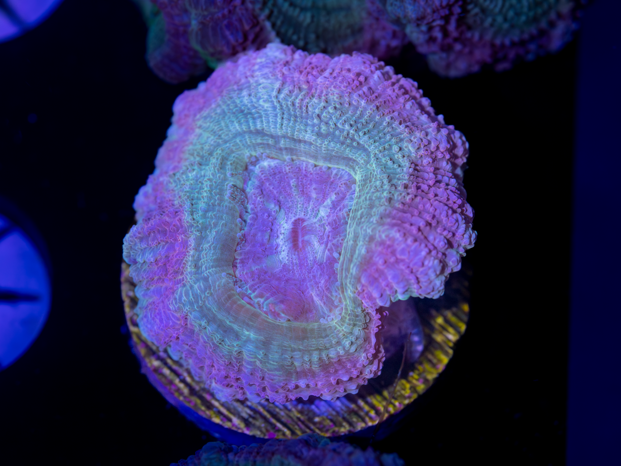 BEC Pink Ultra Japanese acans WYSIWYG