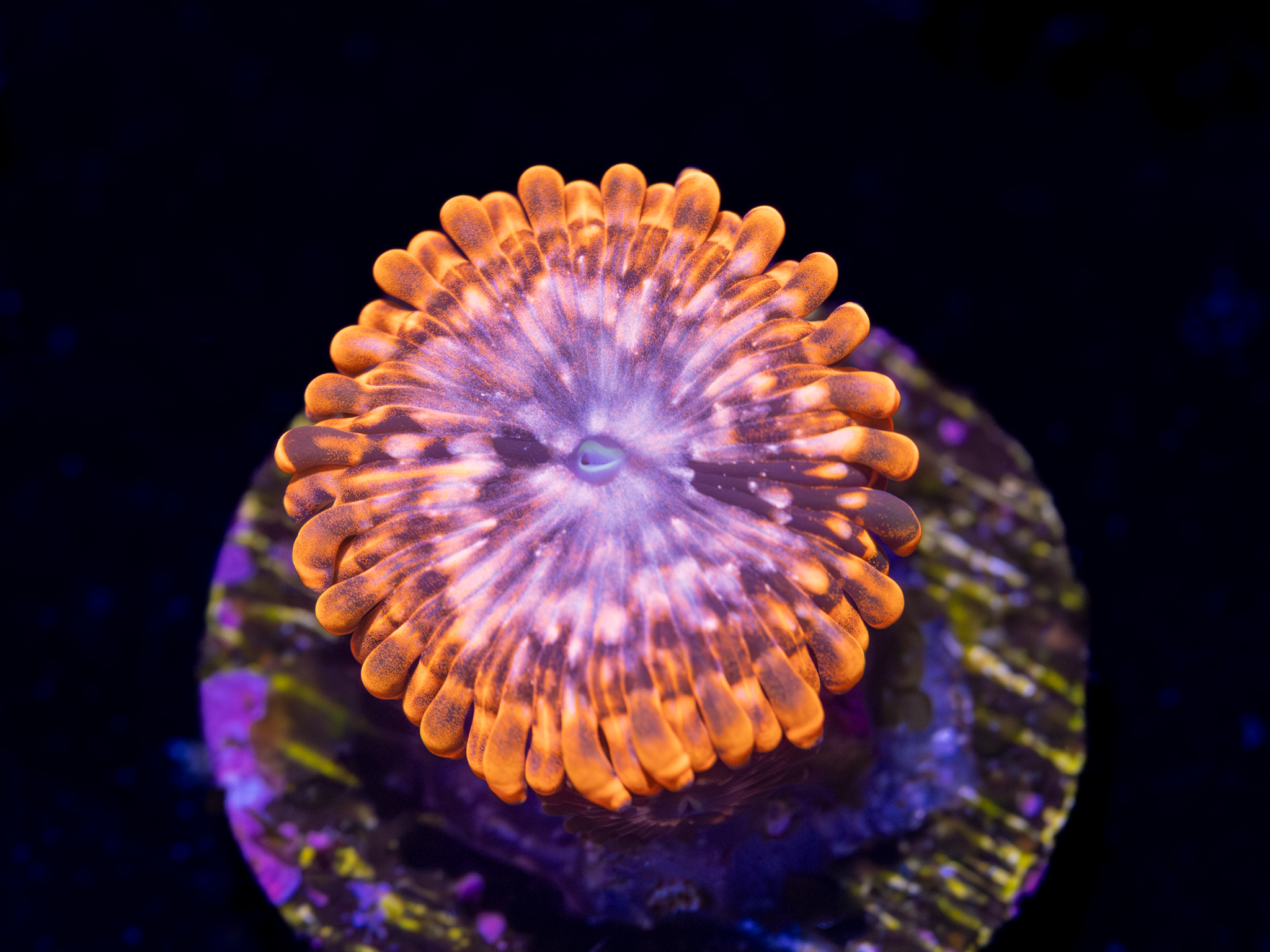 WYSIWYG - Softies – Blue Earth Corals
