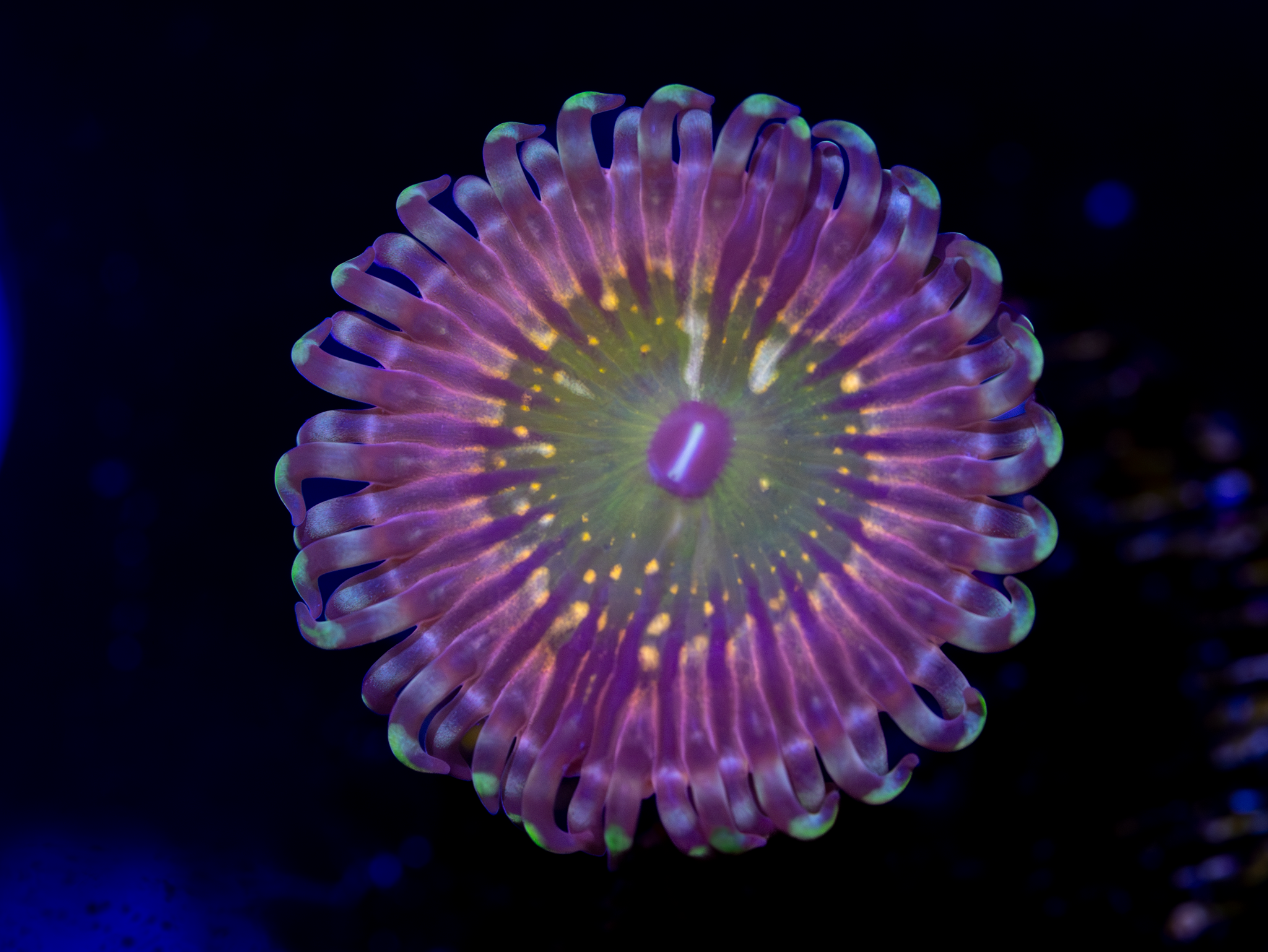 CK Monsters Inc Zoa