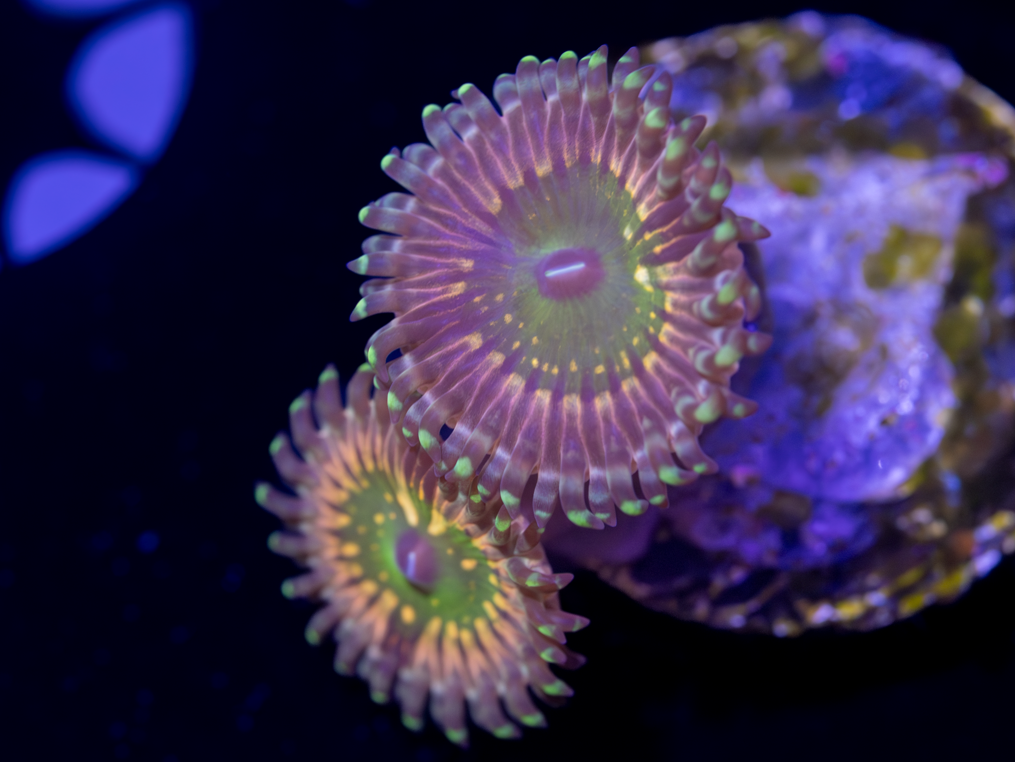 CK Monsters Inc Zoa