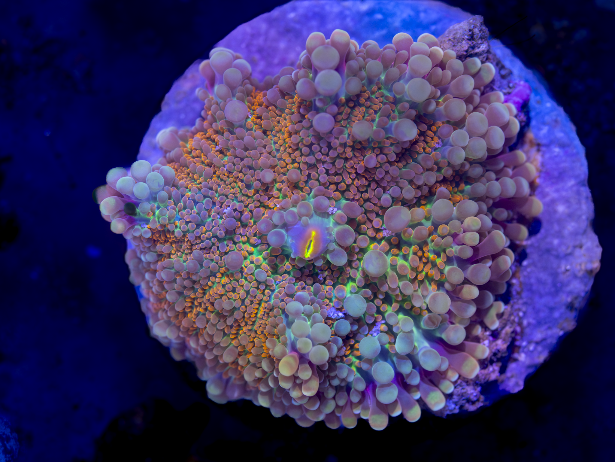 Ultra Rainbow Dreams Yuma WYSIWYG