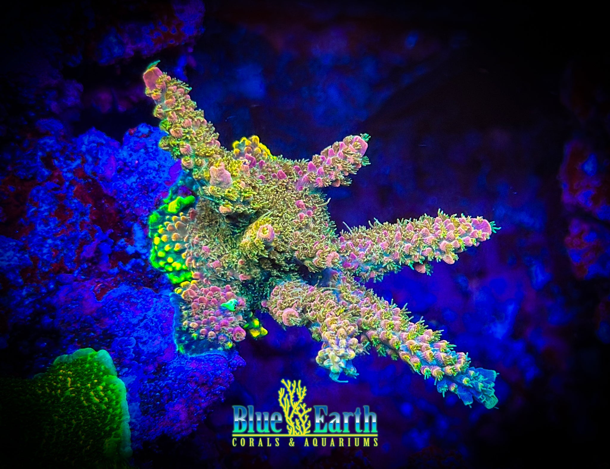 CC VooDoo Majick (Cut to Order 3/4"-1" Frag) NON-WYSIWYG