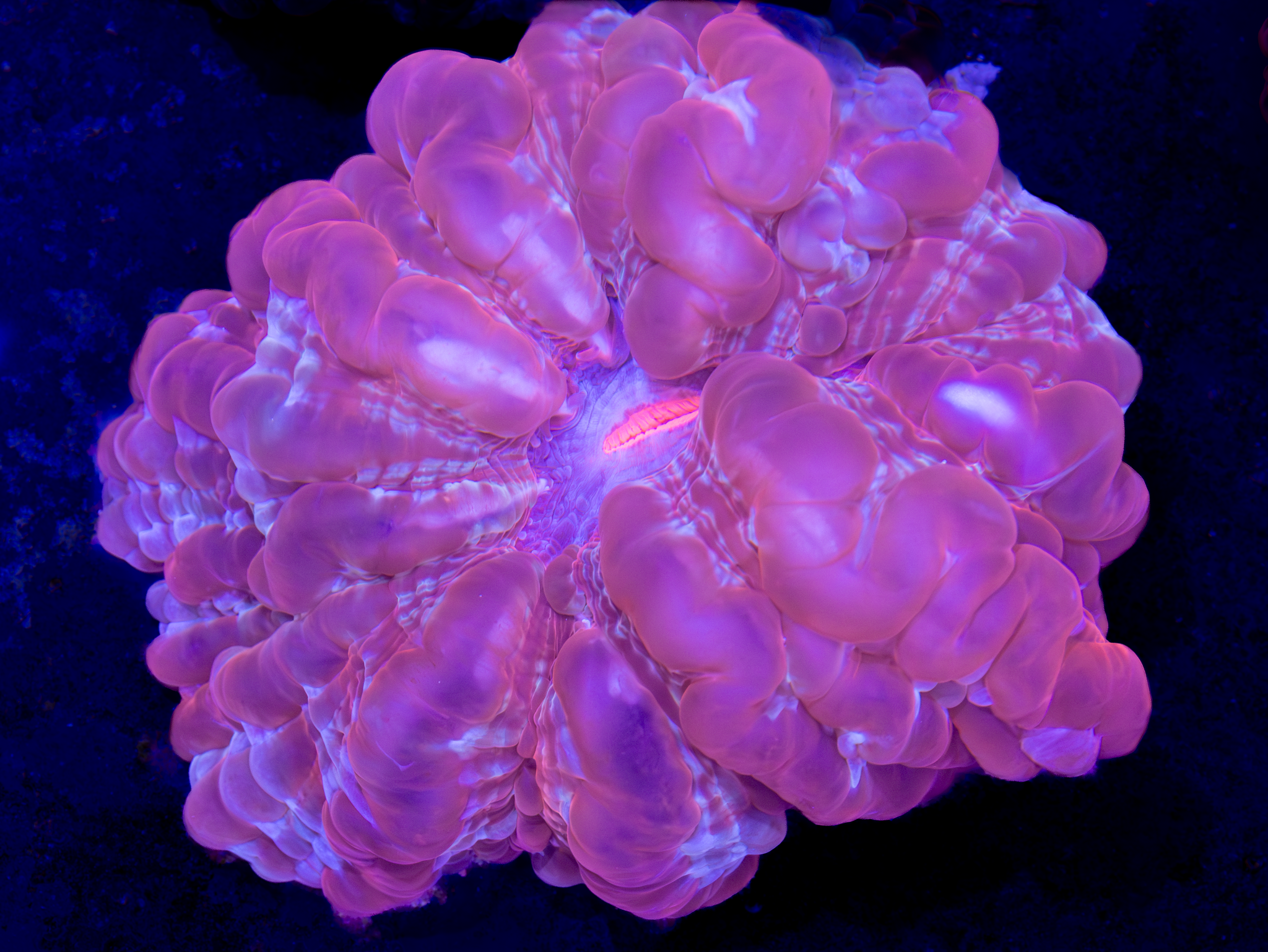 BEC Purple Diamond Cynarina WYSIWYG