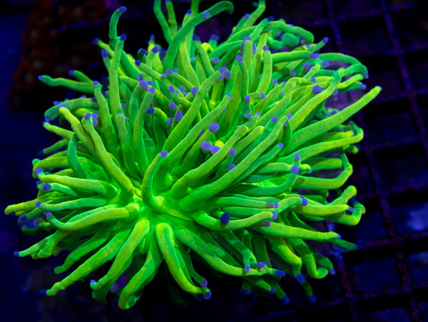OG Holy Grail Torch 2 Heads WYSIWYG – Blue Earth Corals