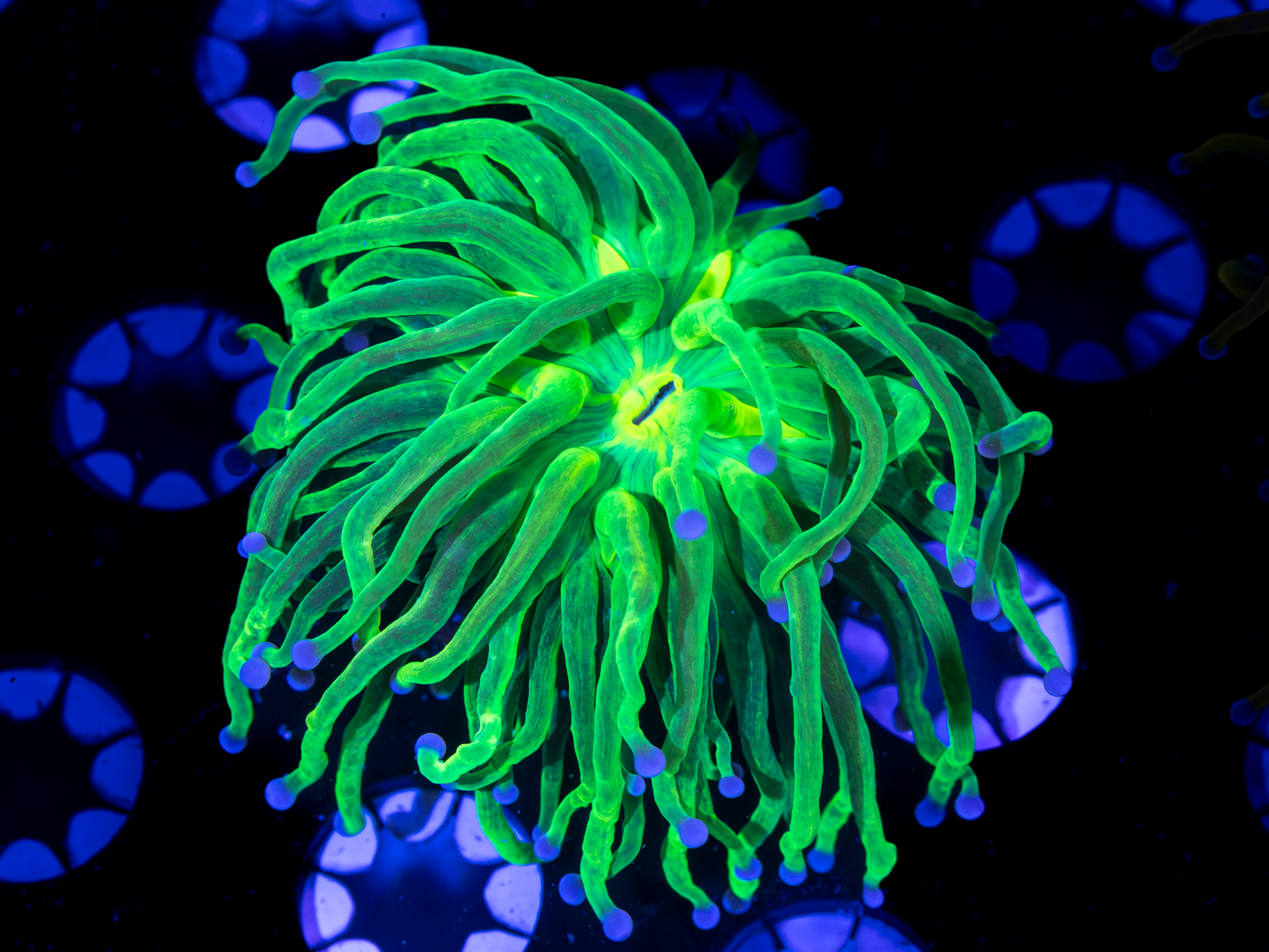 Tiger King Glitter Torch WYSIWYG