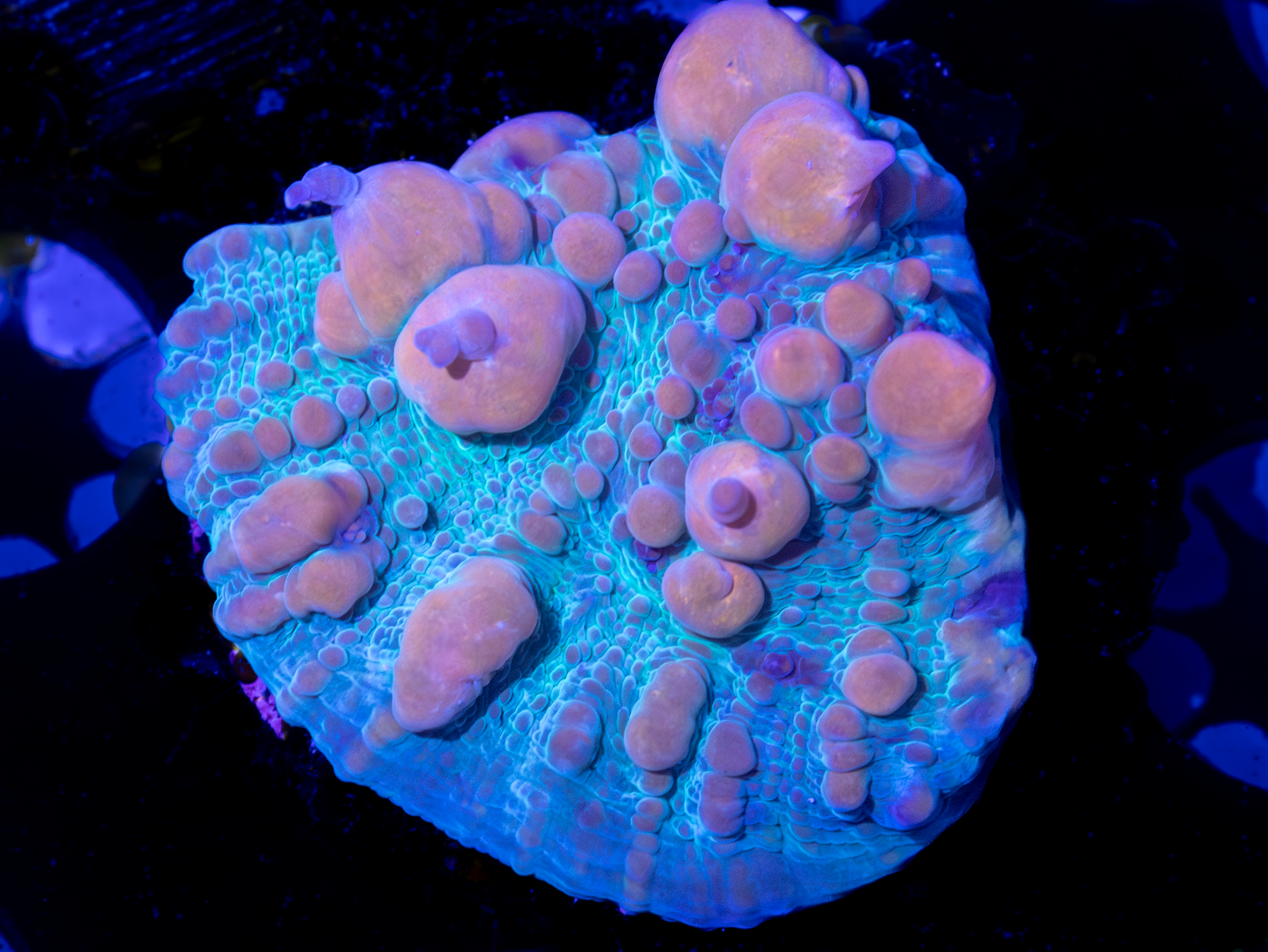 WWC Cosmic Candy Bounce WYSIWYG