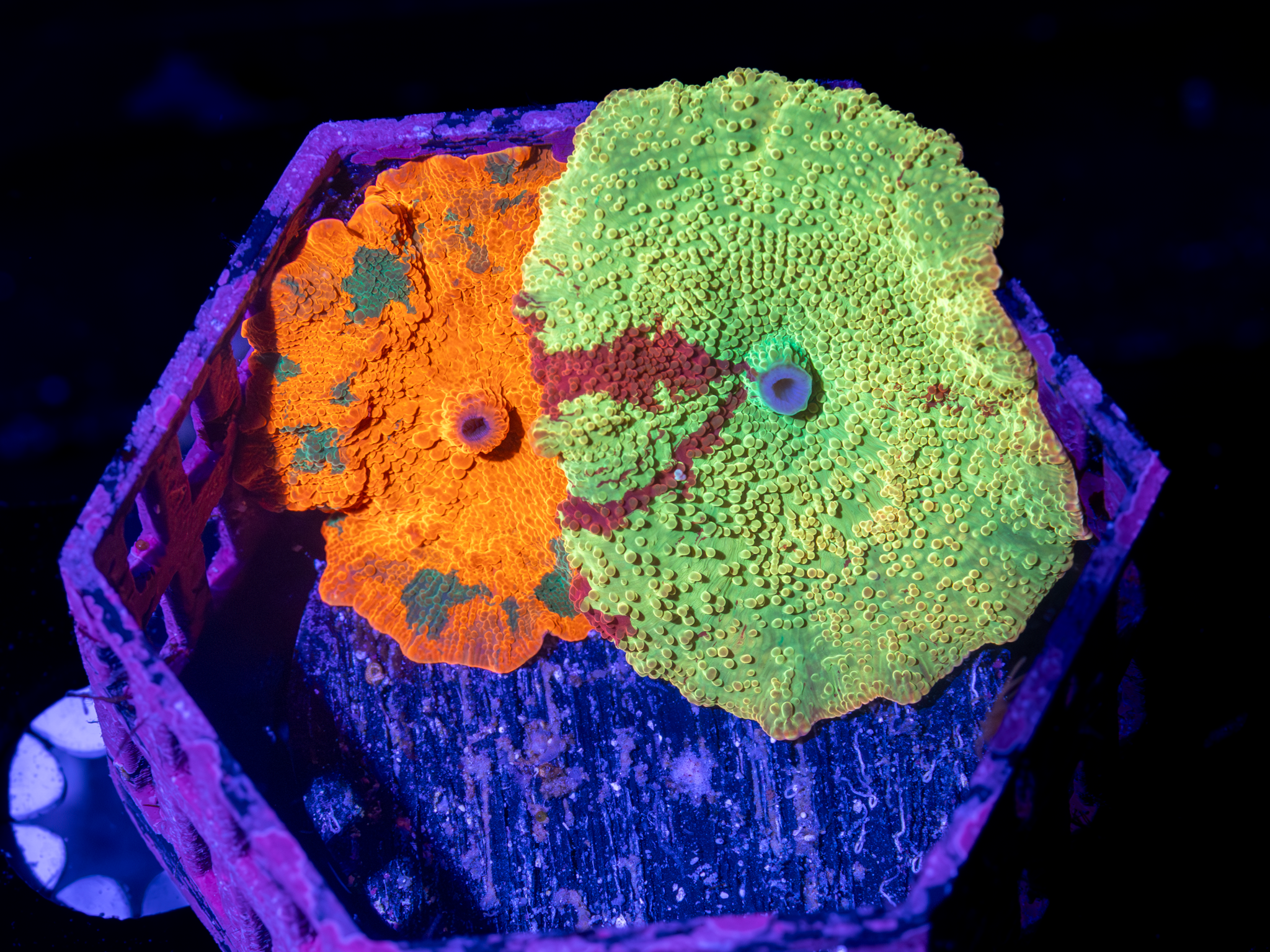 BEC Candy Crush/Jawbreaker Combo Shroom WYSIWYG