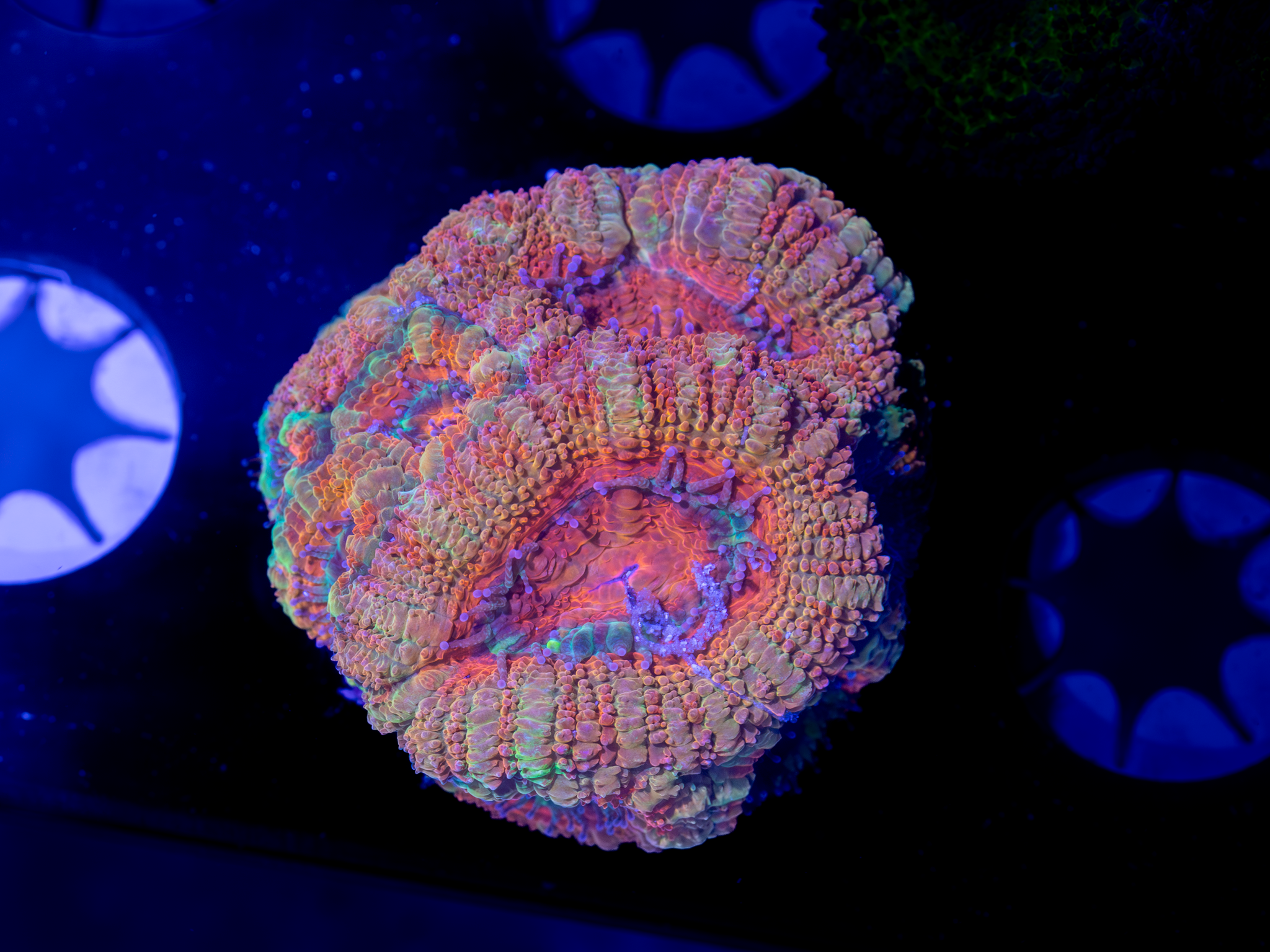 BEC Rainbow Ultra Japanese acans WYSIWYG
